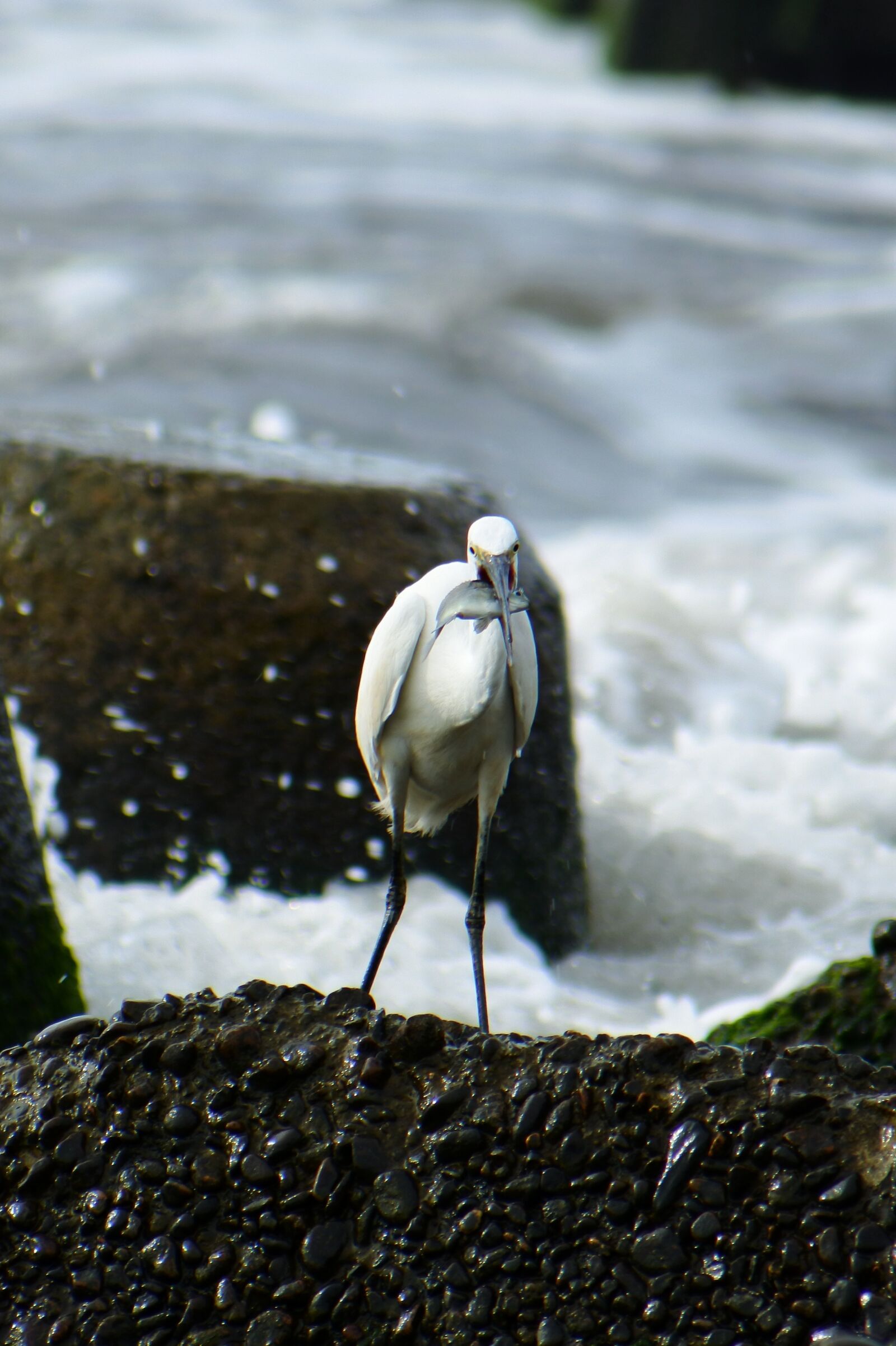VR 70-300mm f/4.5-6.3G sample photo. Animal, sea, river photography