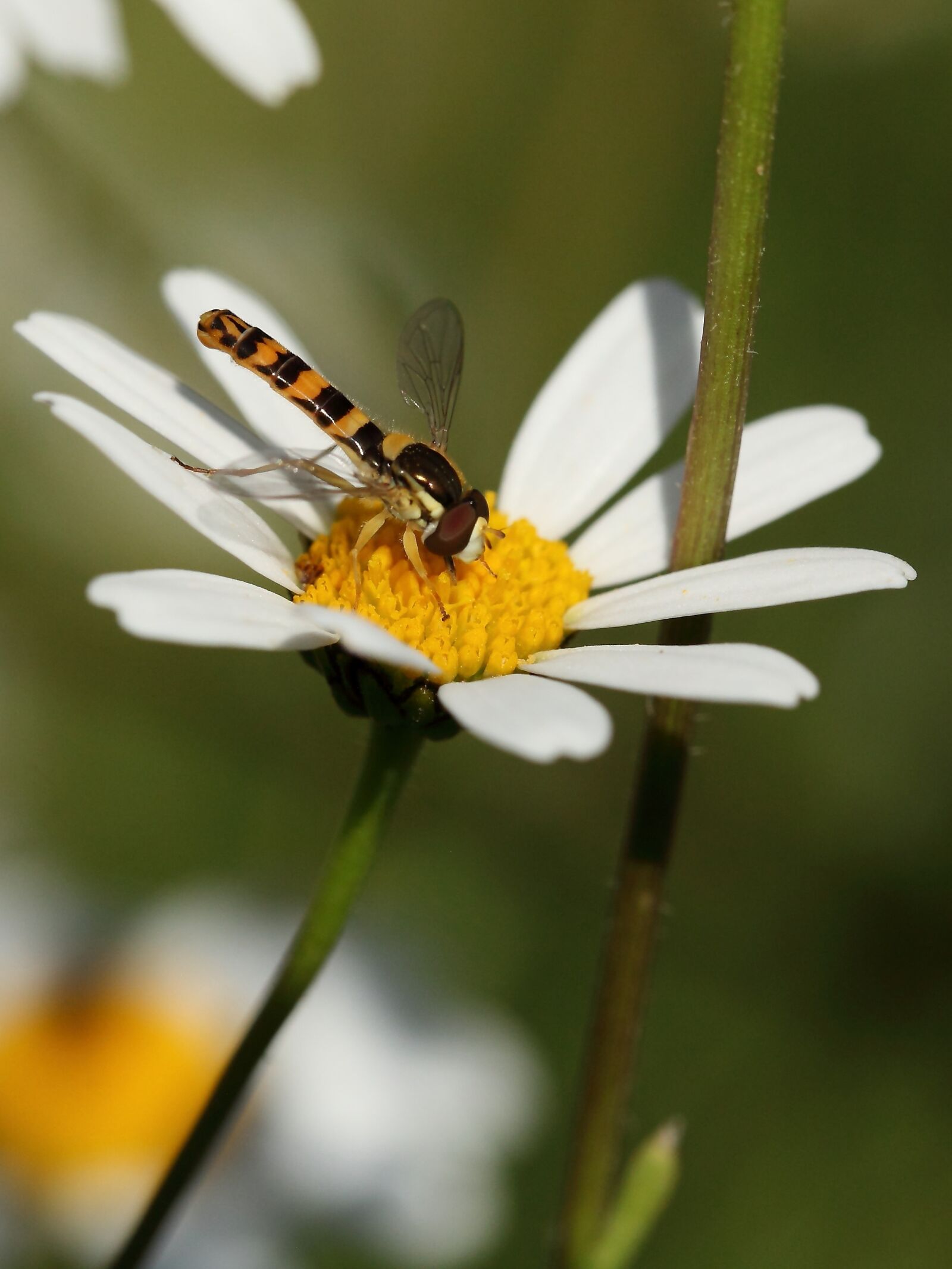 Canon EOS 5D Mark II sample photo. Insect, hoverfly, marguerite photography
