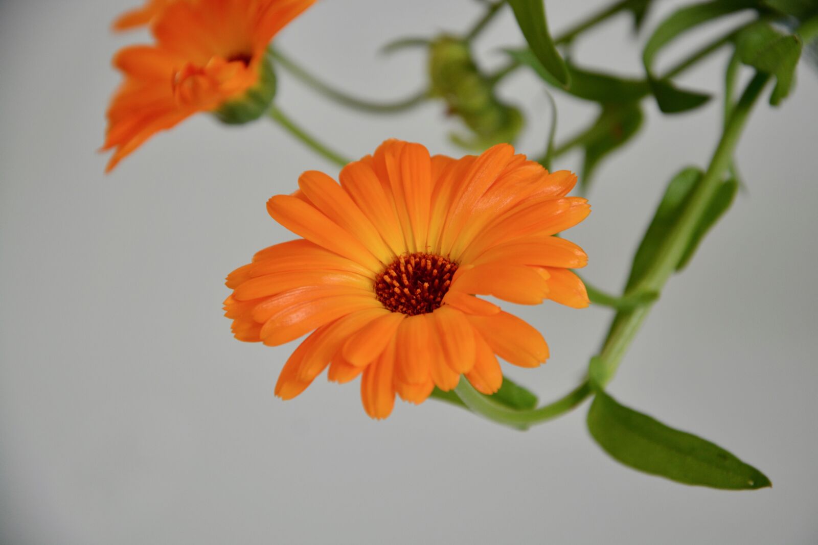 Nikon D5200 sample photo. Flower, flowers, green leaves photography