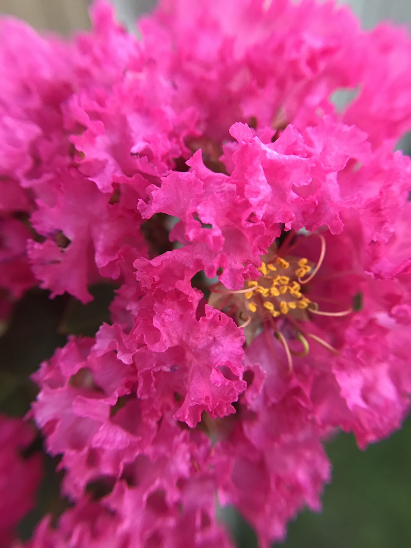 iPhone 7 back camera 3.99mm f/1.8 sample photo. Flower photography