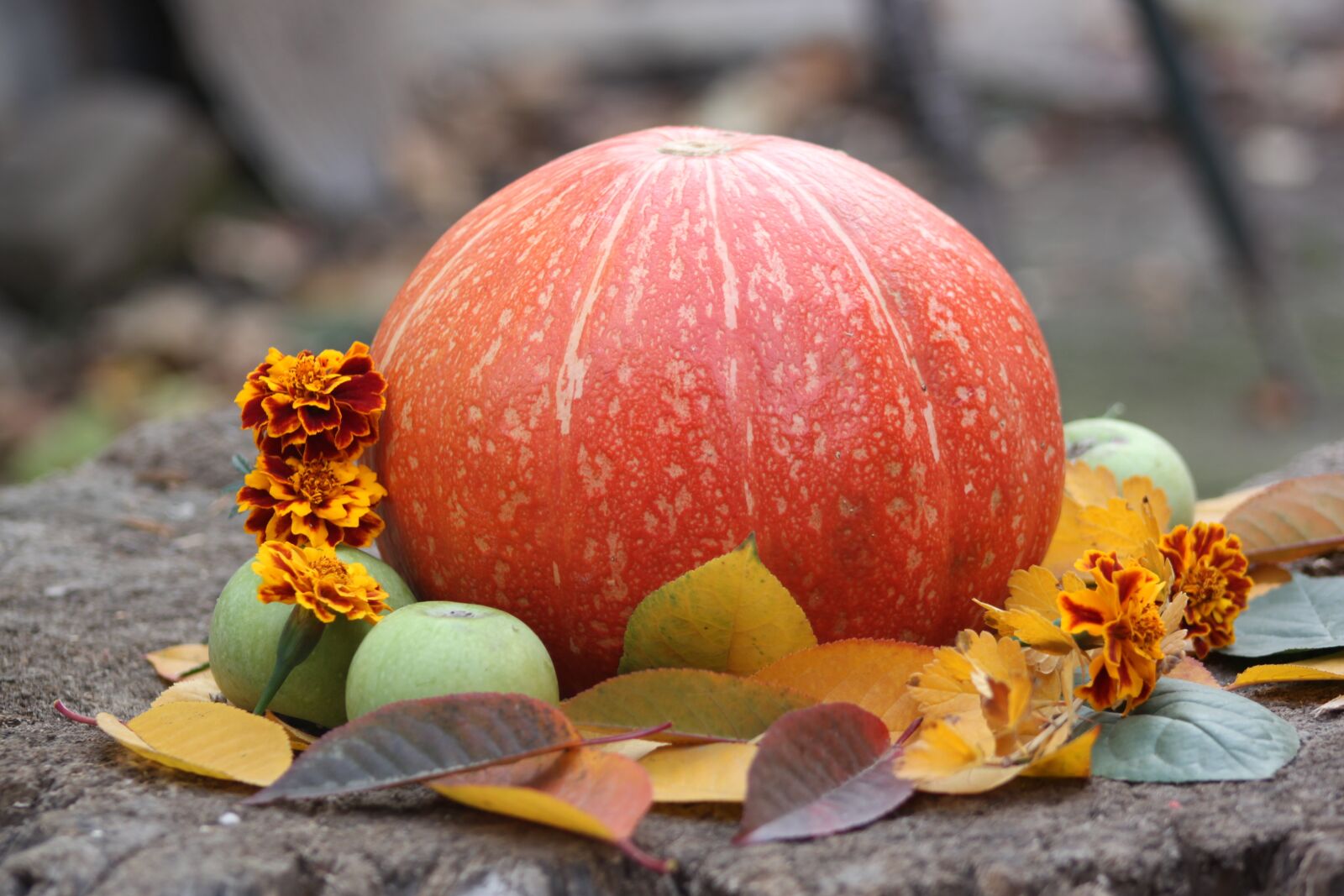 Canon EOS 500D (EOS Rebel T1i / EOS Kiss X3) sample photo. Pumpkin, autumn, vegetable photography