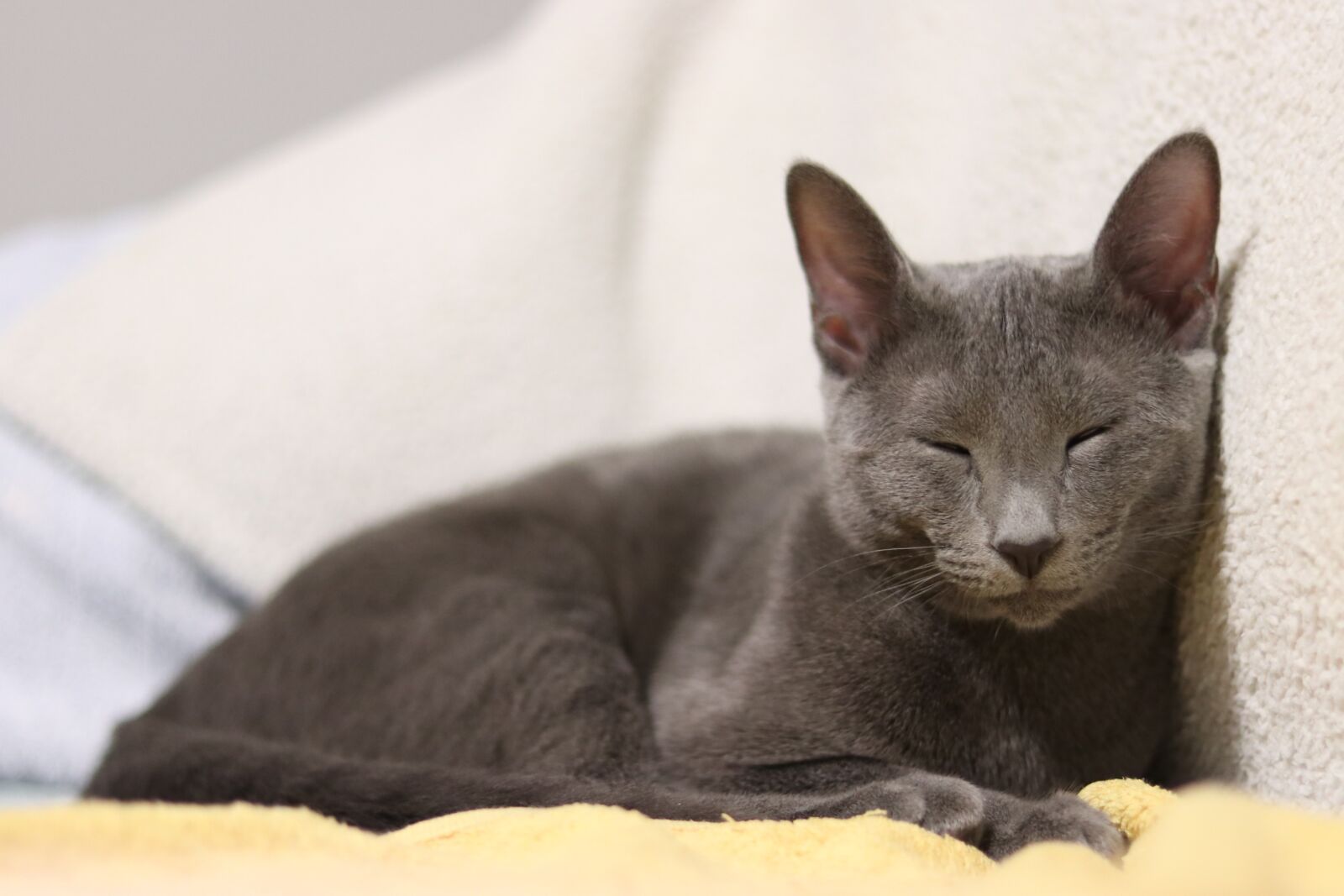 Canon EOS 80D sample photo. Cat, russian blue, kitty photography
