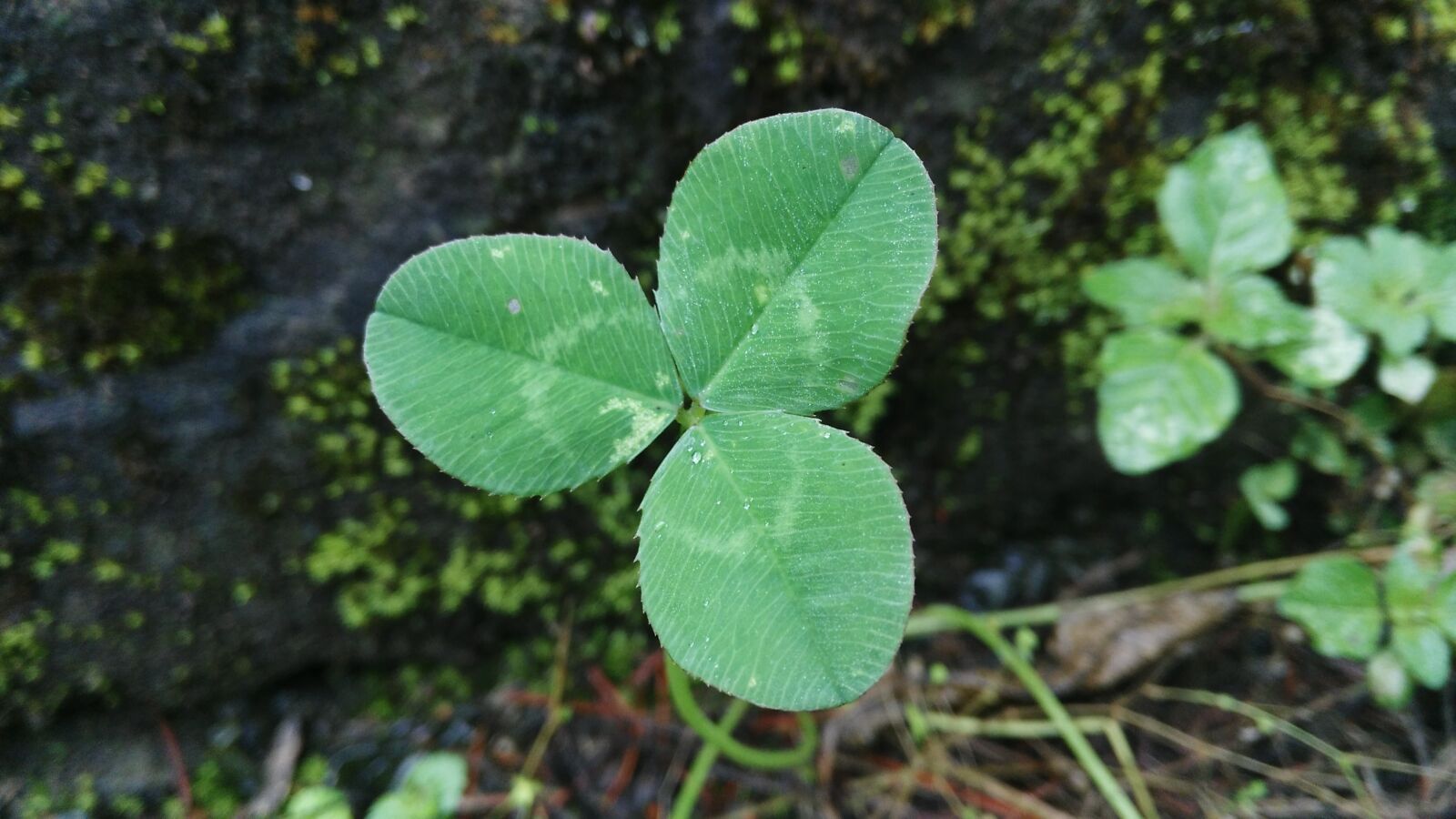 HUAWEI Honor 7i sample photo. Clover, lonely, stubborn growth photography