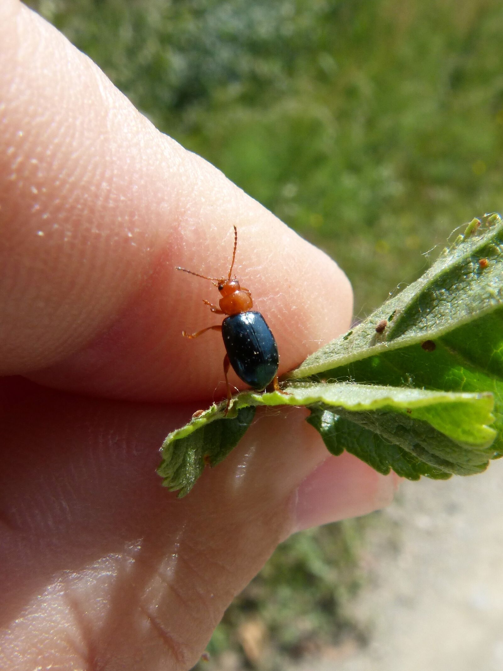 Panasonic DMC-FZ62 sample photo. Beetle, coleoptera, black and photography