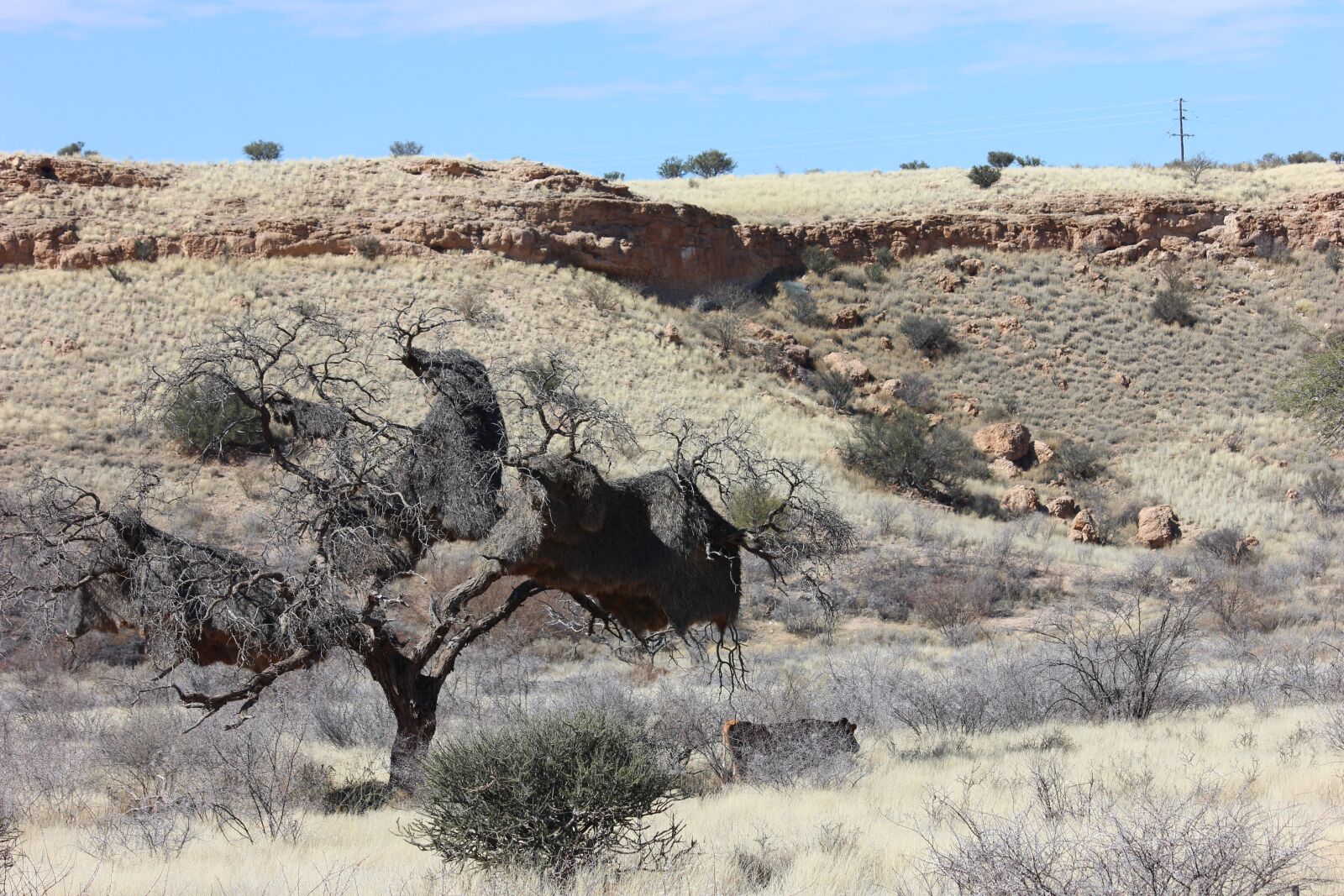 Canon EOS 600D (Rebel EOS T3i / EOS Kiss X5) sample photo. Namibia, desert, dry photography