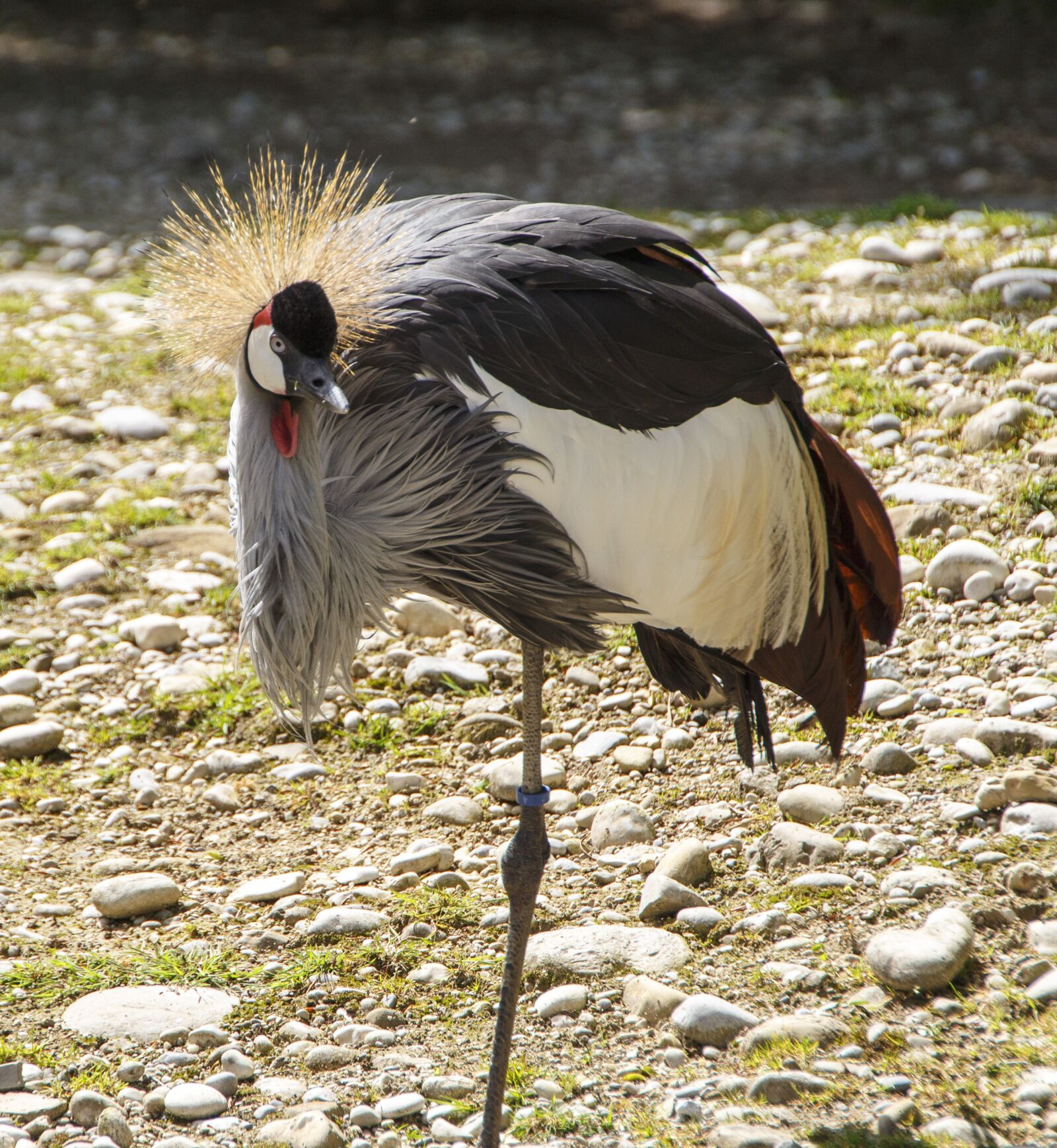 Canon EOS 700D (EOS Rebel T5i / EOS Kiss X7i) sample photo. Bird, crane inch, zoo photography