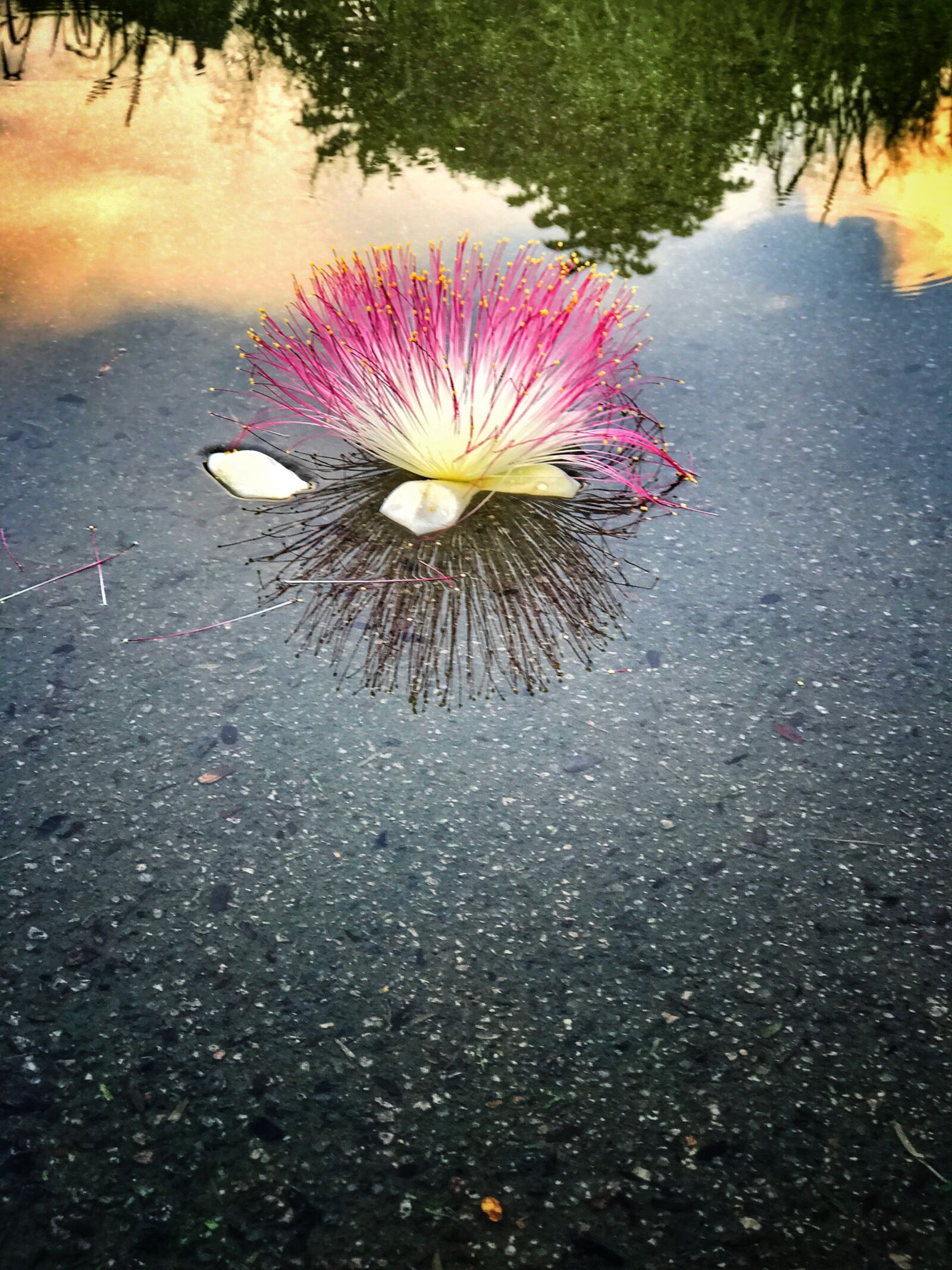 iPhone 7 Plus back dual camera 6.6mm f/2.8 sample photo. Flower, water, reflection photography