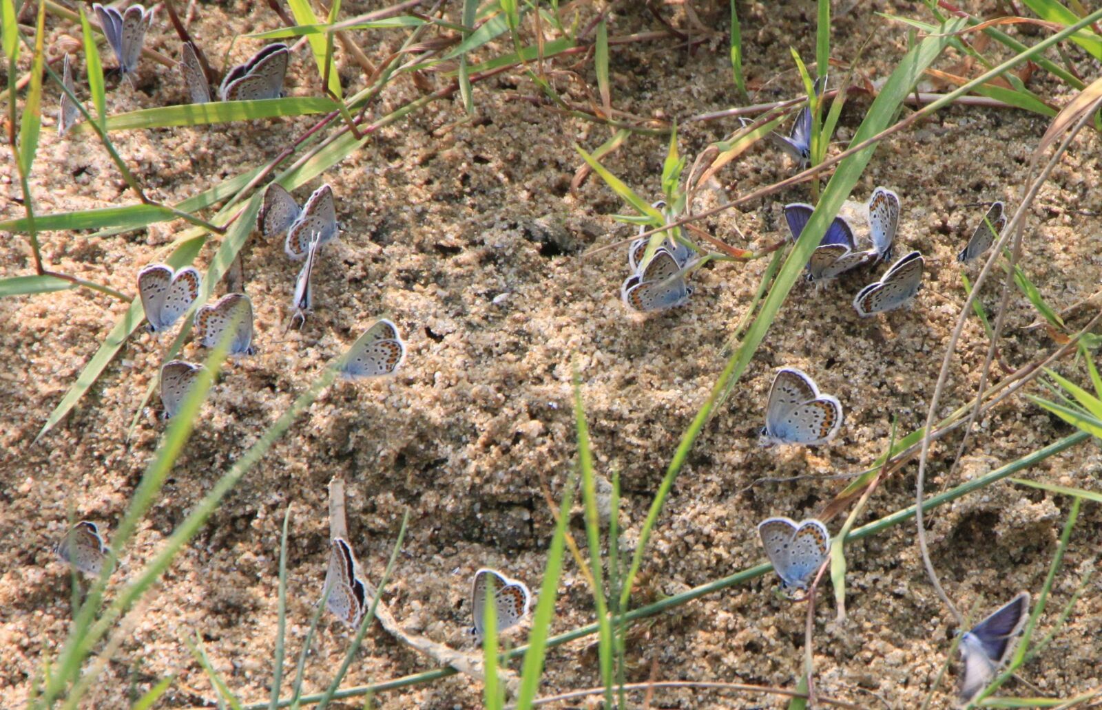 Canon EOS 500D (EOS Rebel T1i / EOS Kiss X3) sample photo. Blue, butterflies, butterfly photography