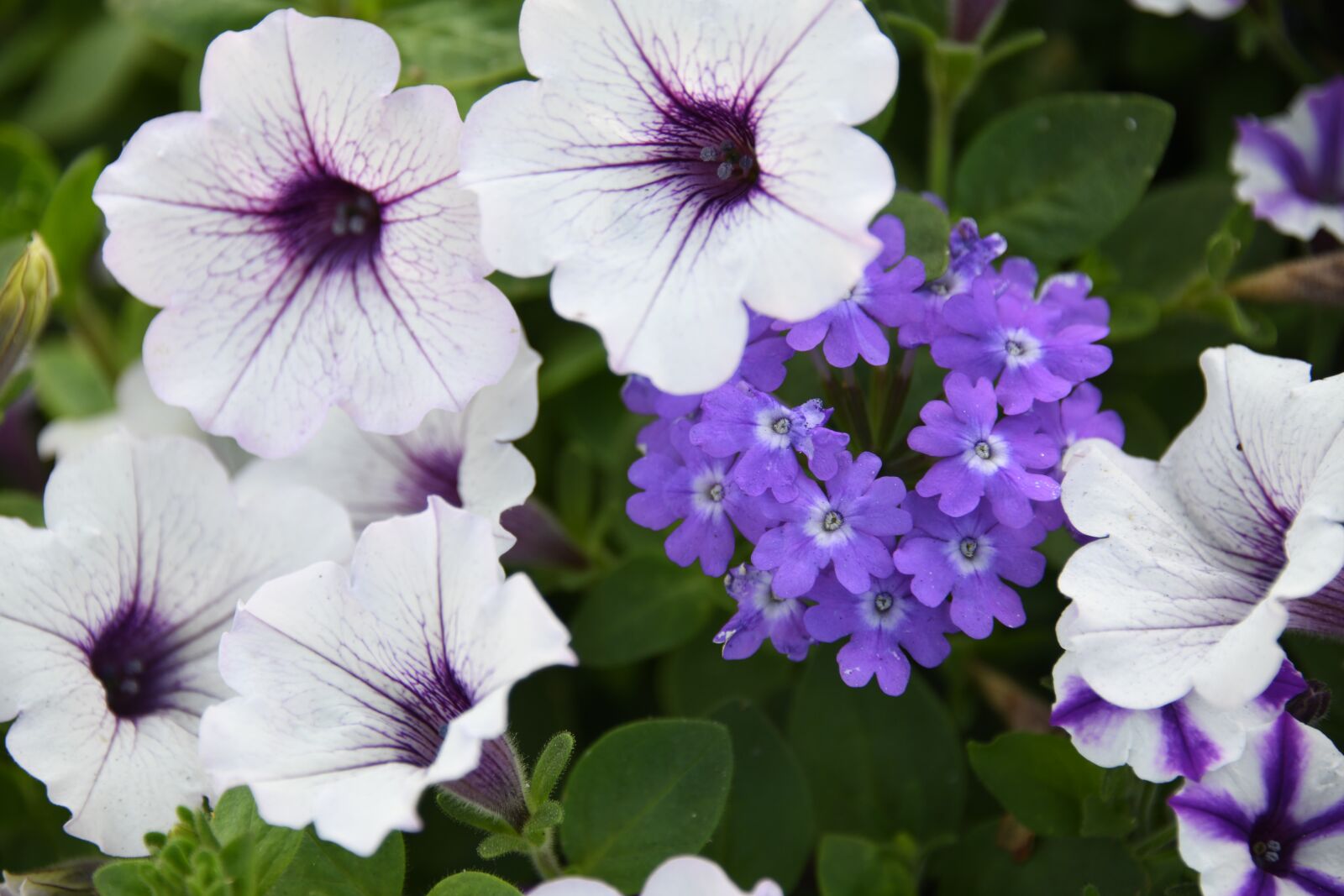 Nikon D850 sample photo. Flower, purple, plant photography