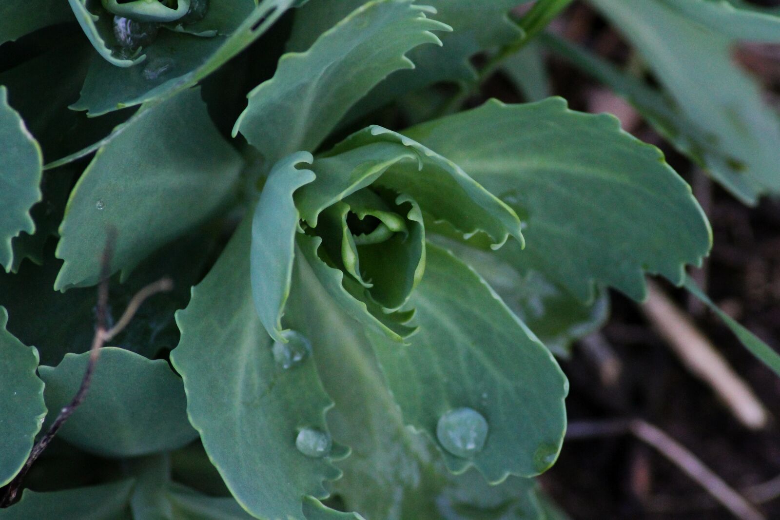 Canon EOS 1100D (EOS Rebel T3 / EOS Kiss X50) sample photo. Stonecrop, drip, dew photography