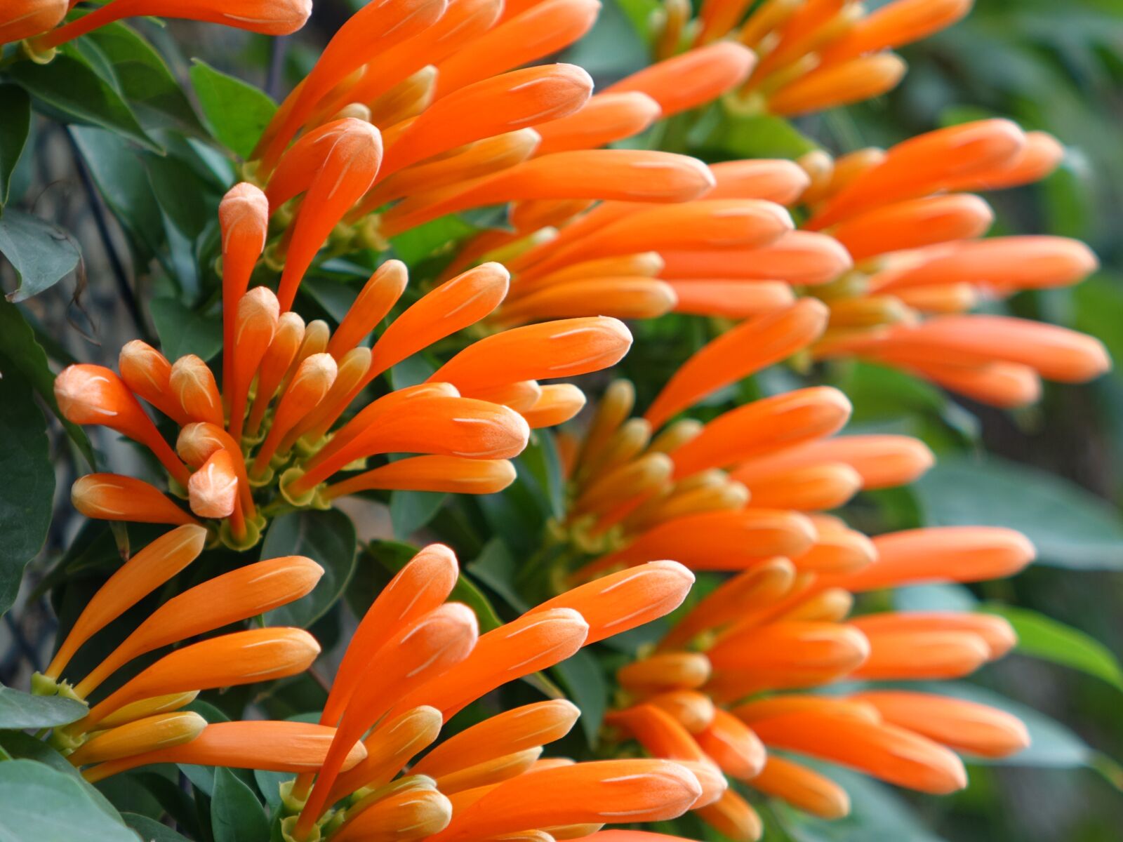 Sony Cyber-shot DSC-RX10 sample photo. Firecracker flower, flame vine photography