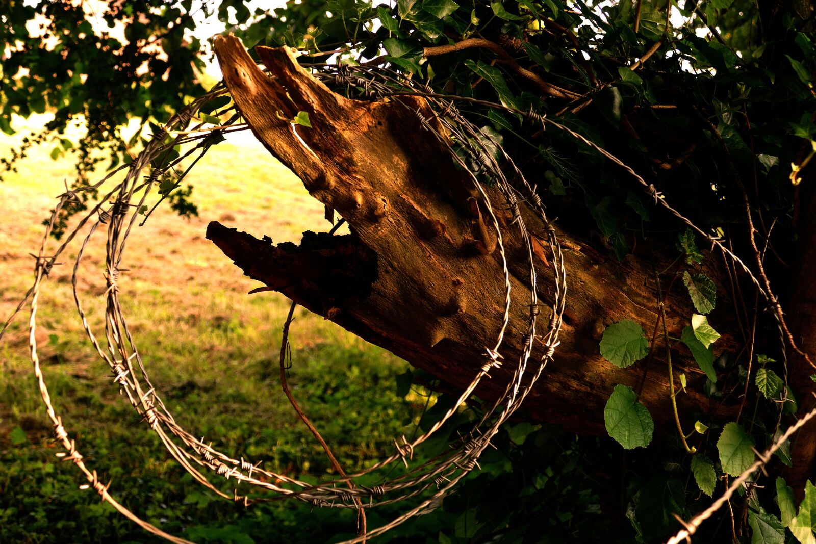 Panasonic Lumix DMC-FZ1000 sample photo. Barbed, plant, weed photography