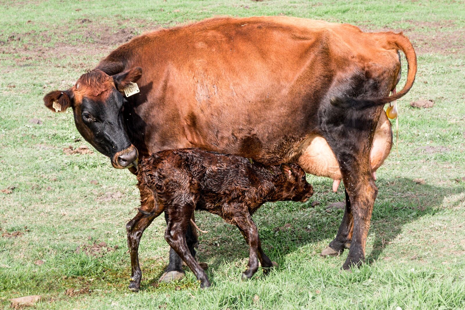 Canon EOS 70D sample photo. Cow, calf, newborn calf photography