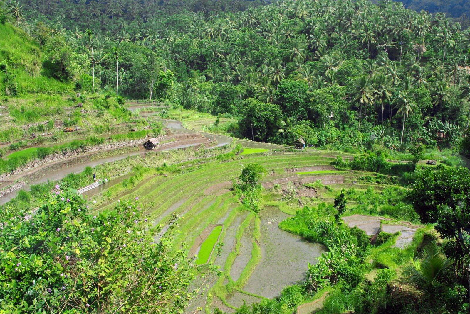 Pentax K200D sample photo. Indonesia, bali, rice photography