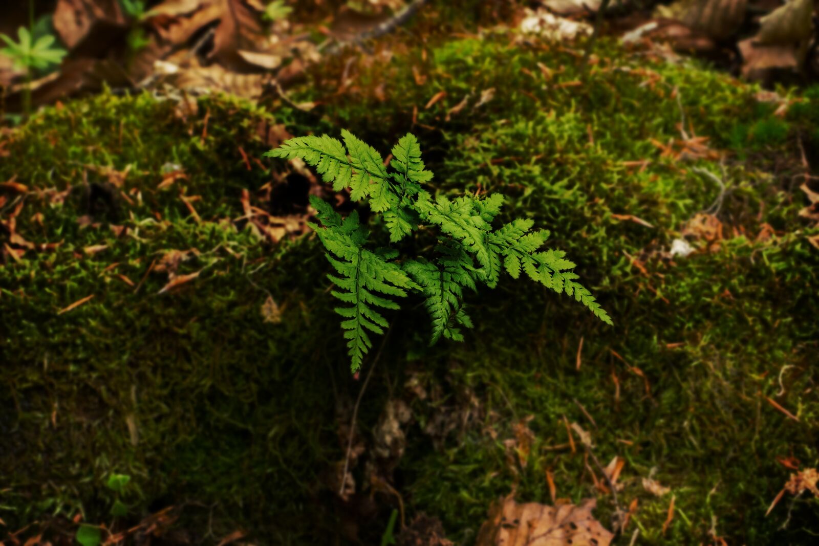Canon EF 100mm F2.8L Macro IS USM sample photo. Fern, moss, tree stump photography