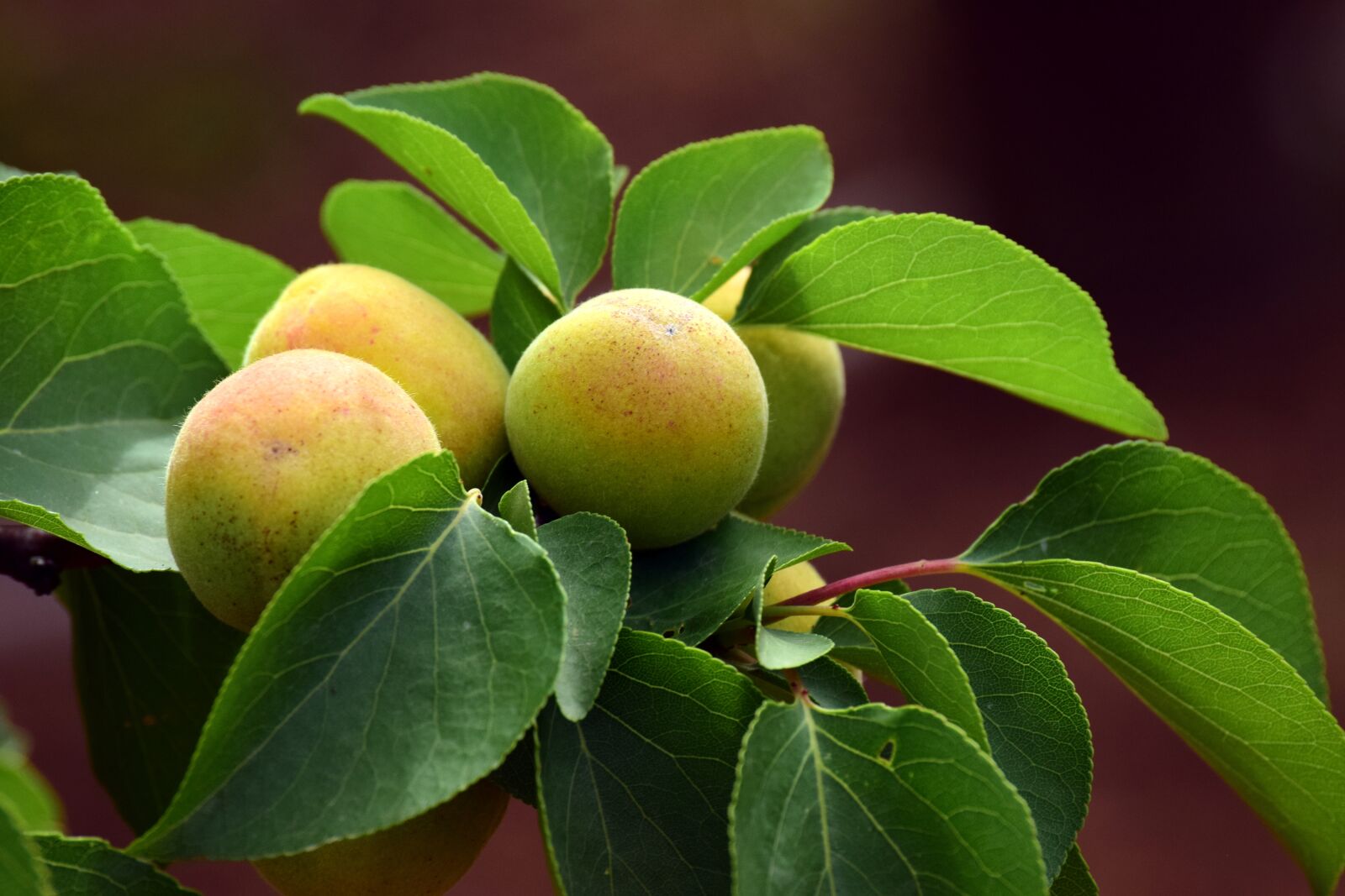 Nikon D3300 sample photo. Apricot, immature, fruit photography