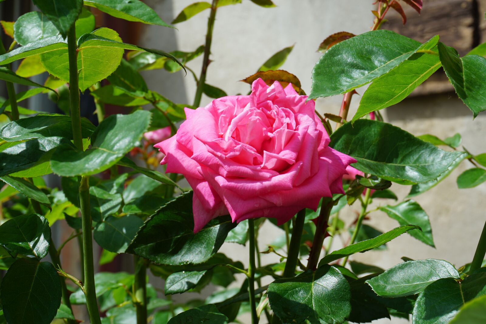 Sony a6000 sample photo. Rosa, flower, plant photography