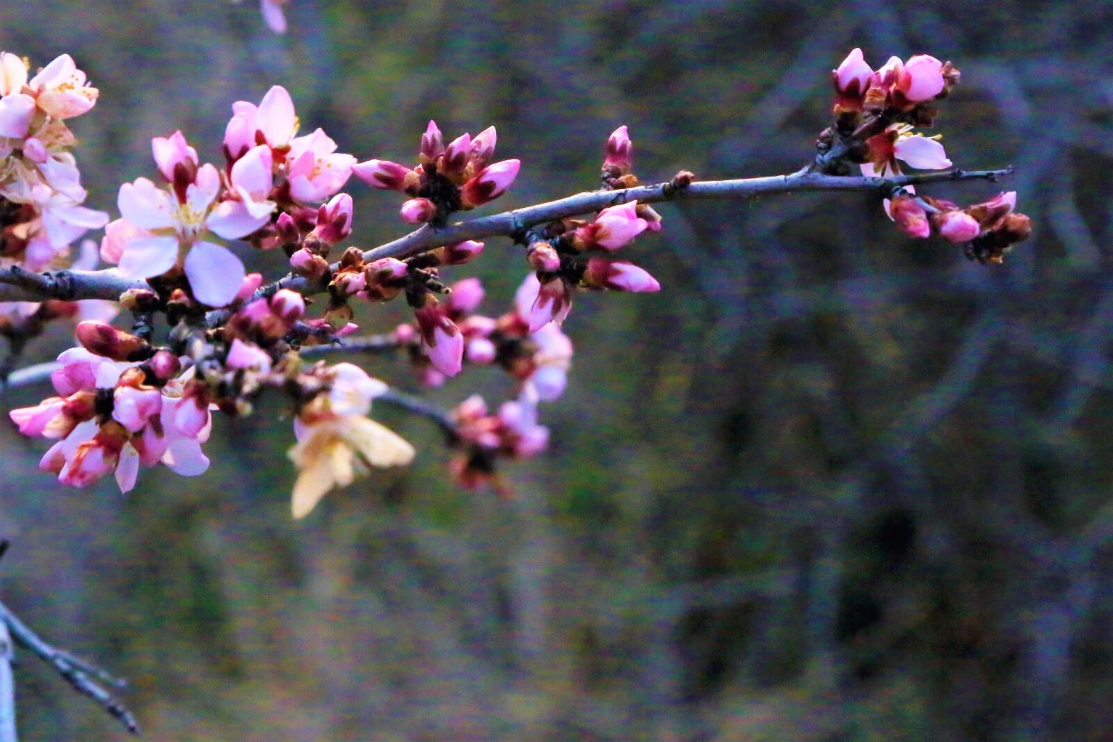 Canon EF 24-105mm F4L IS USM sample photo. Flower, bud, spring photography