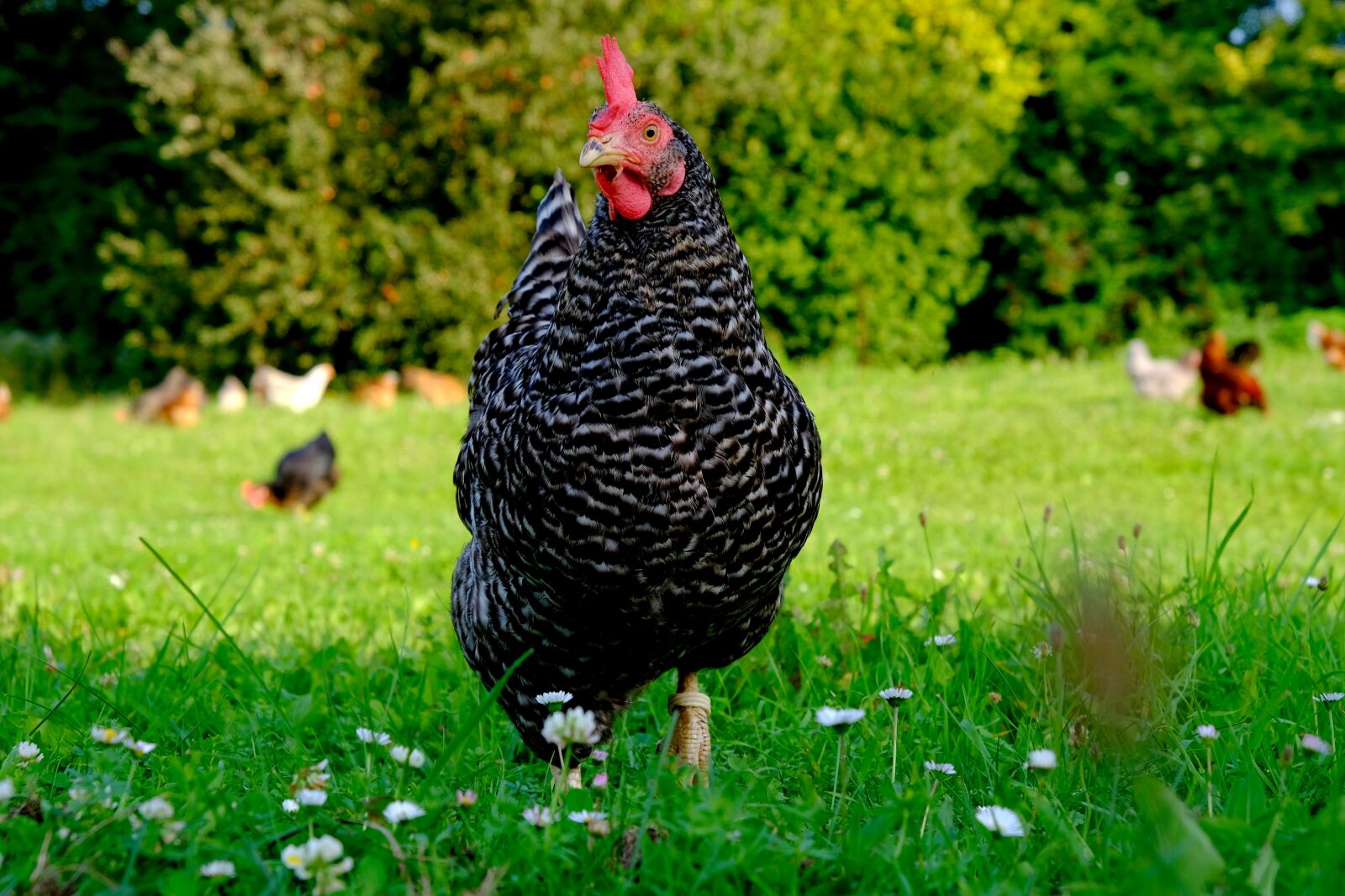 Fujifilm X-T20 sample photo. Chicken, poultry, hen photography