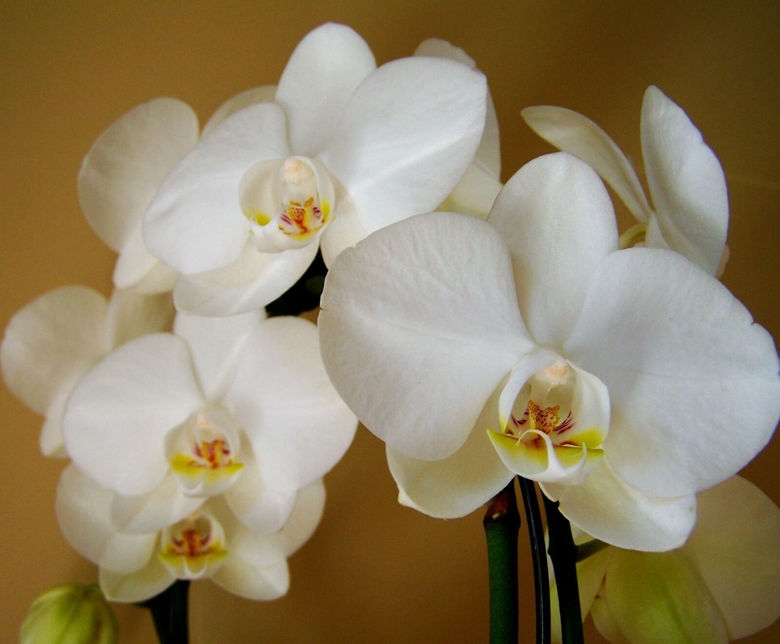 Kodak EASYSHARE ZD710 ZOOM DIGITAL CAMERA sample photo. Orchid, white flower, room photography