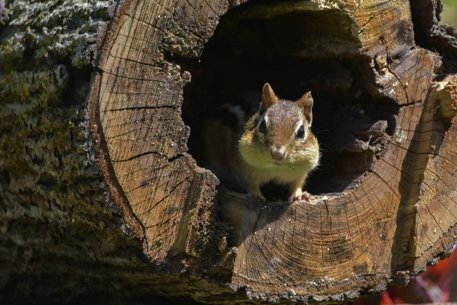 Nikon D3400 sample photo. Nature, wildlife, animals photography