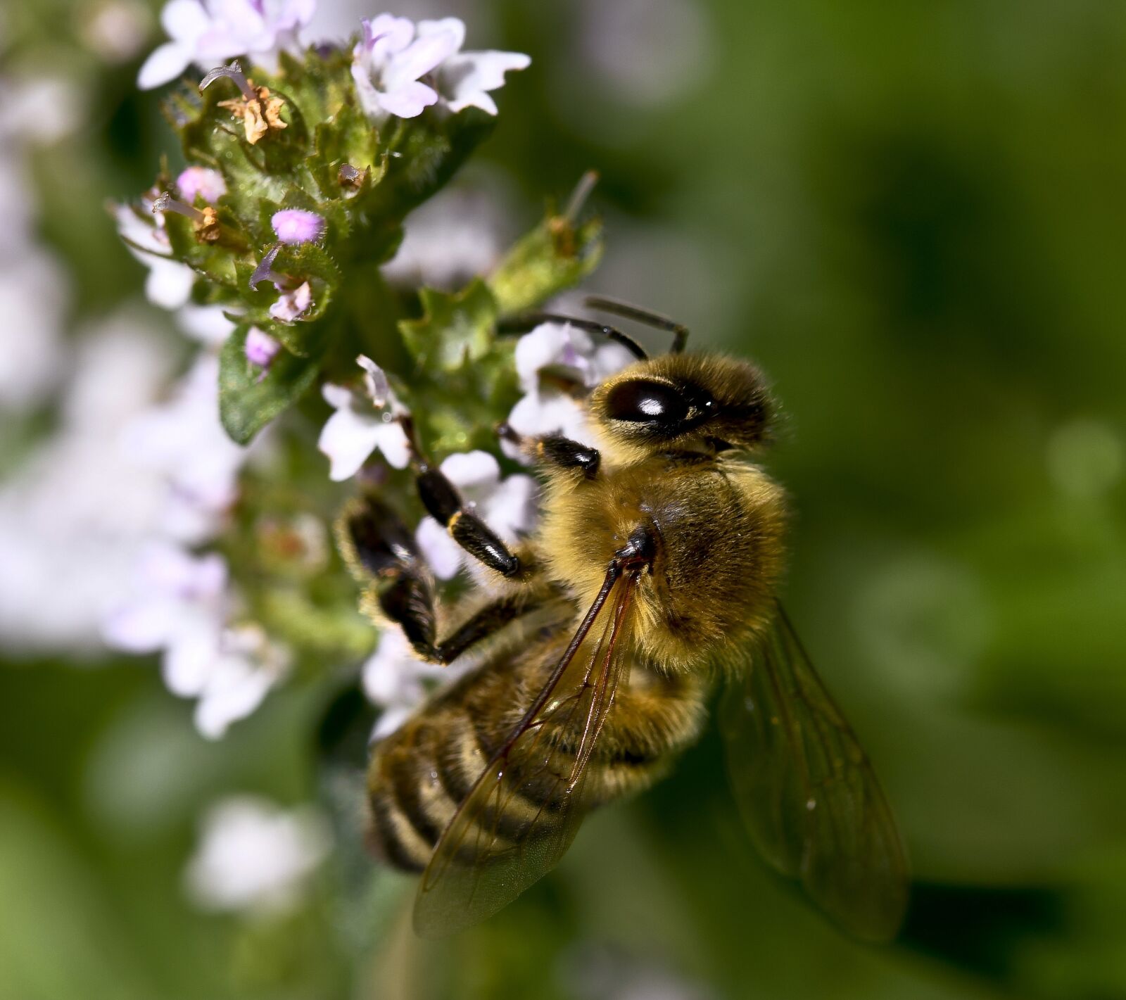 Nikon D500 sample photo. Thyme flower, nature, bee photography