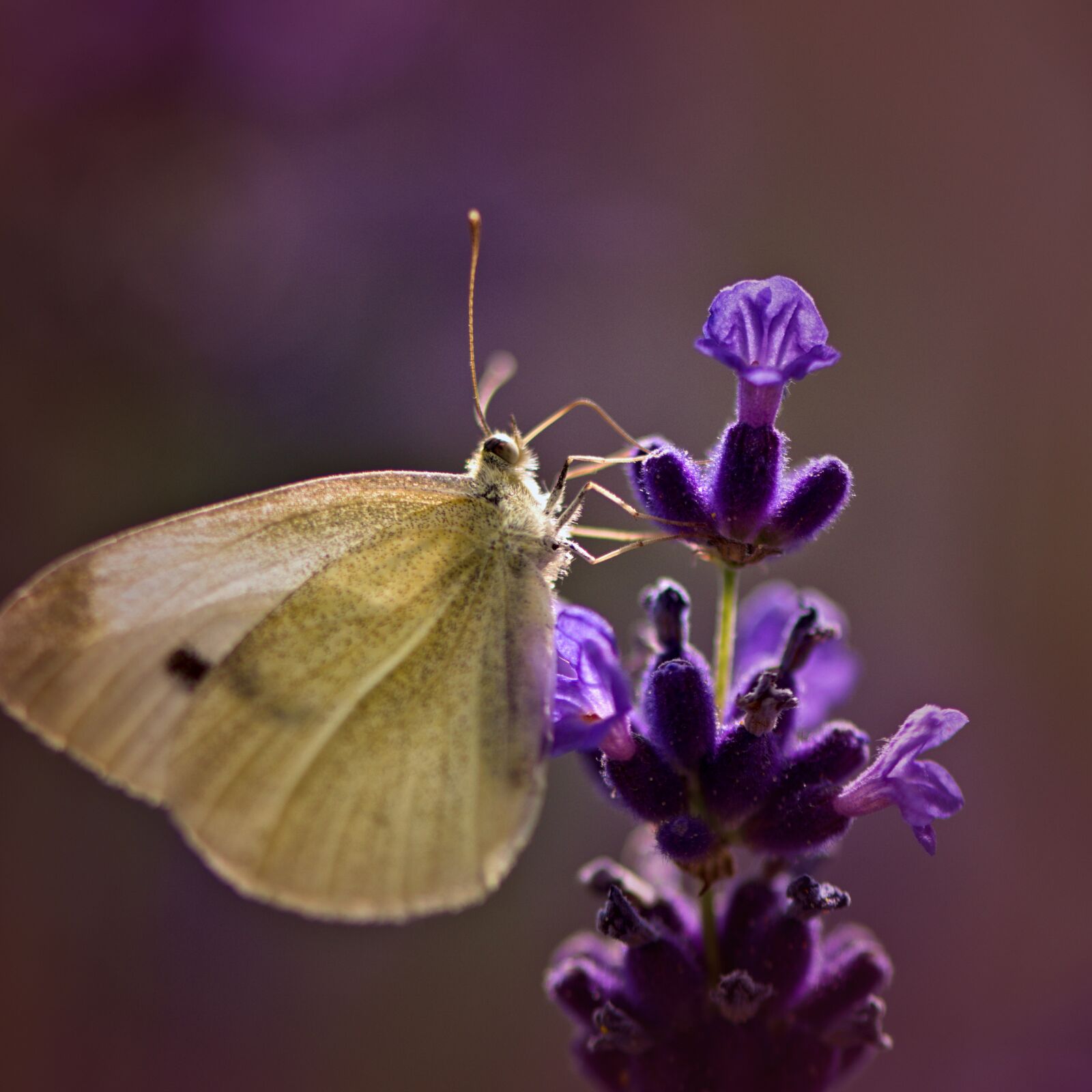 Nikon D5500 sample photo. Nature, butterfly, flower photography