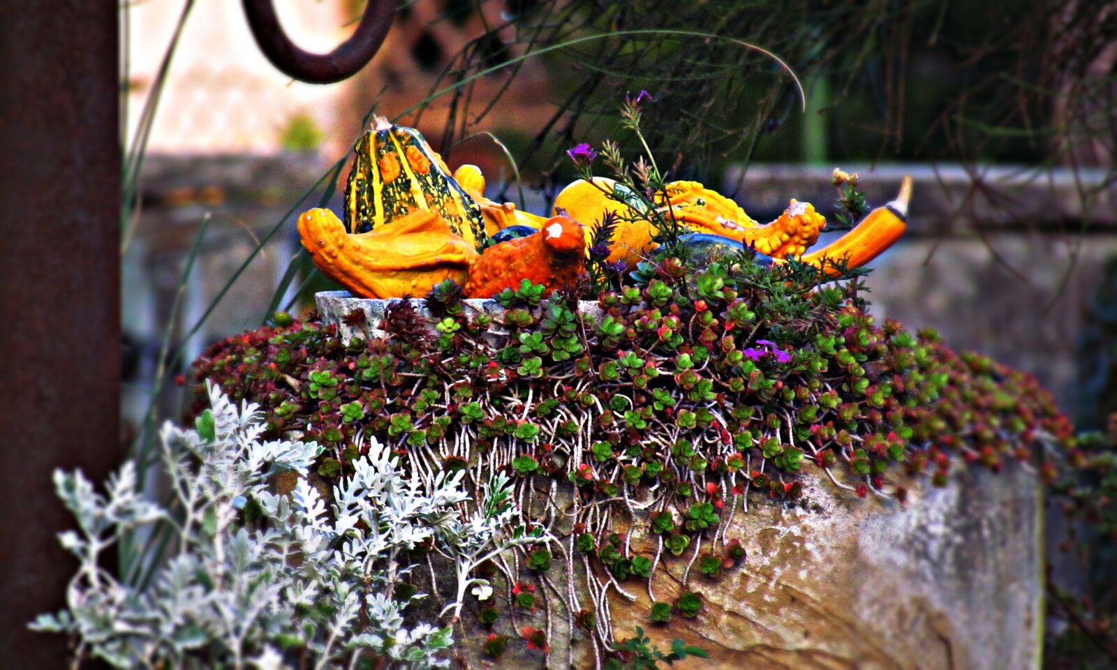 Canon PowerShot SX30 IS sample photo. Ornament, garden, pumpkin photography