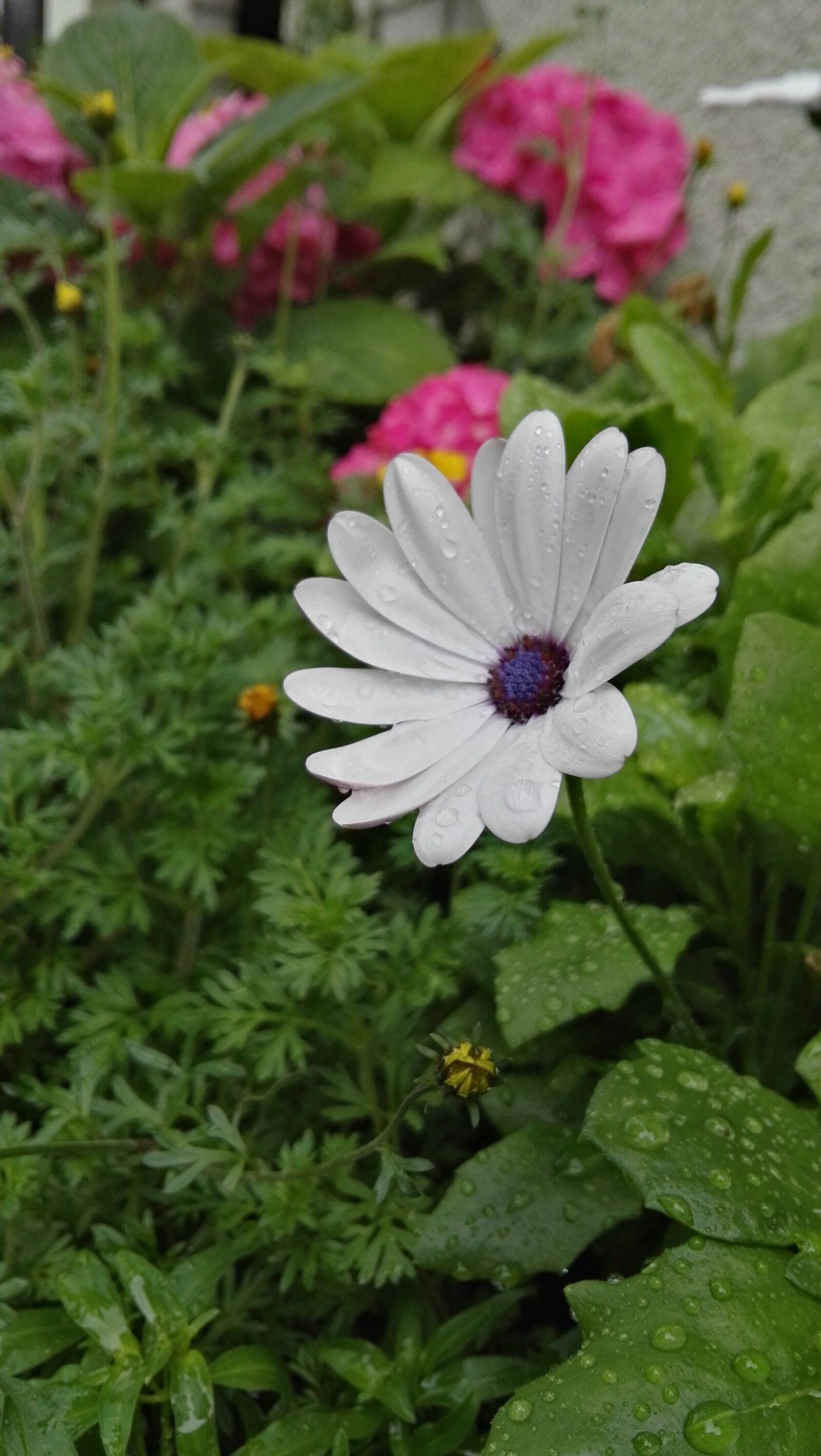 HUAWEI P8 sample photo. Plant, flowers, blossom photography