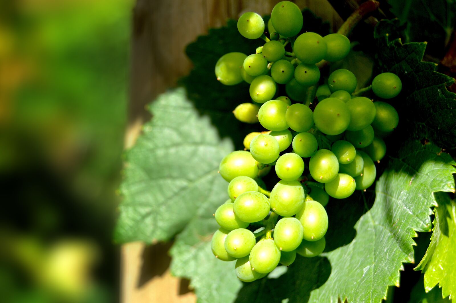 Nikon D3200 sample photo. Rebstock, grapes, henkel photography