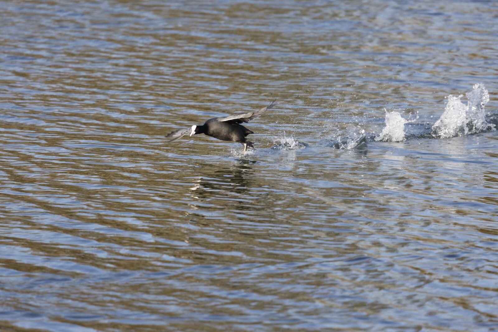 Canon EOS 5D Mark III sample photo. Coot, duck, water bird photography
