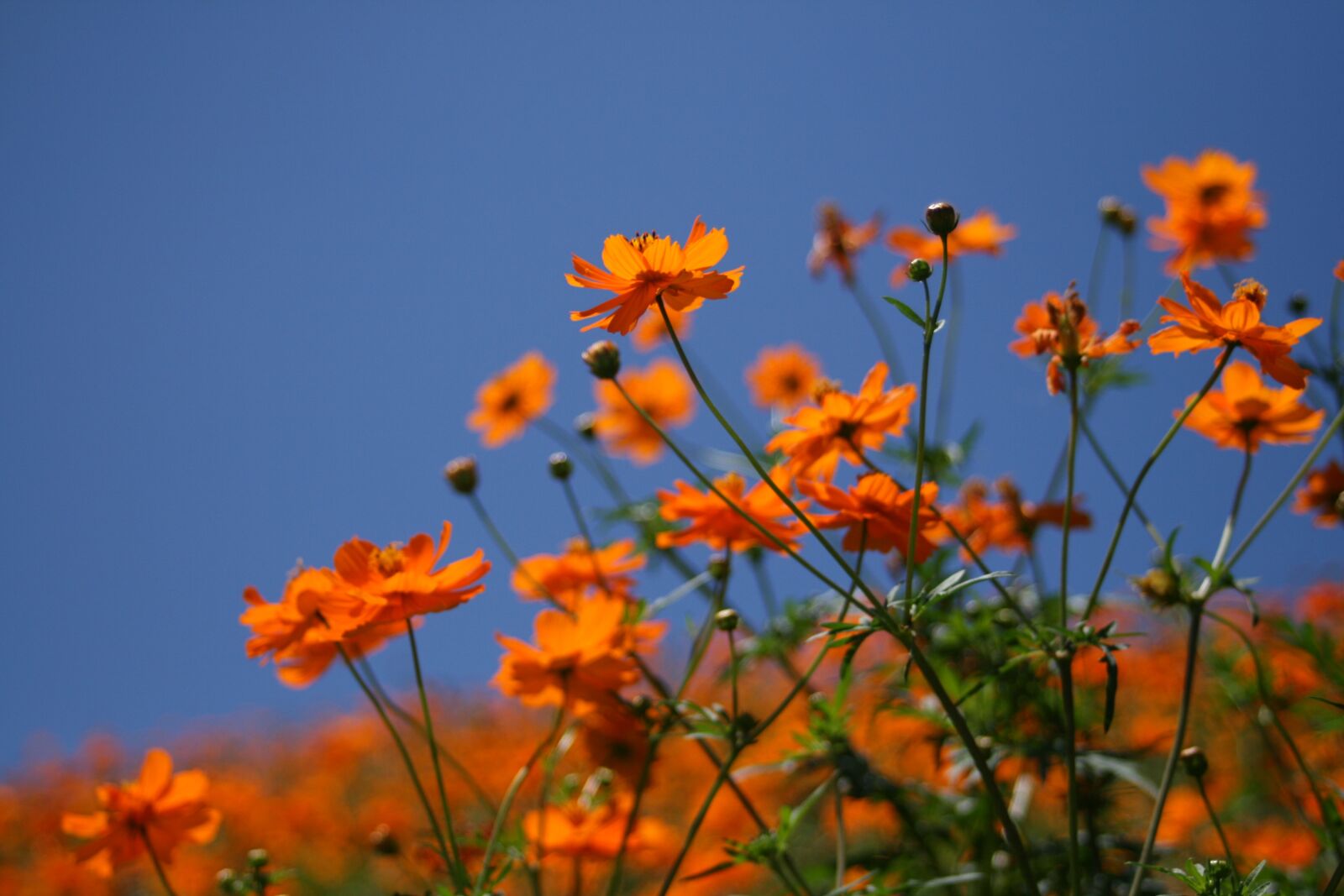 Canon EOS 400D (EOS Digital Rebel XTi / EOS Kiss Digital X) sample photo. Marigold, orange color, flowers photography