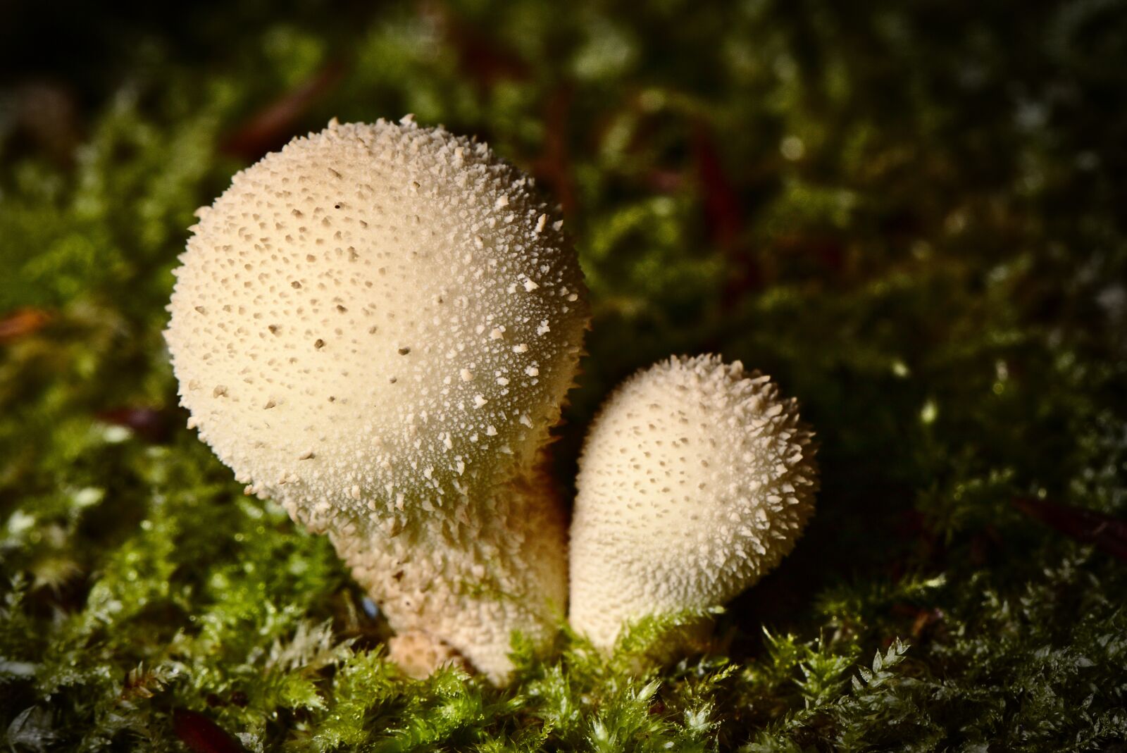 Canon EOS M5 sample photo. Mushroom, bovist, autumn photography
