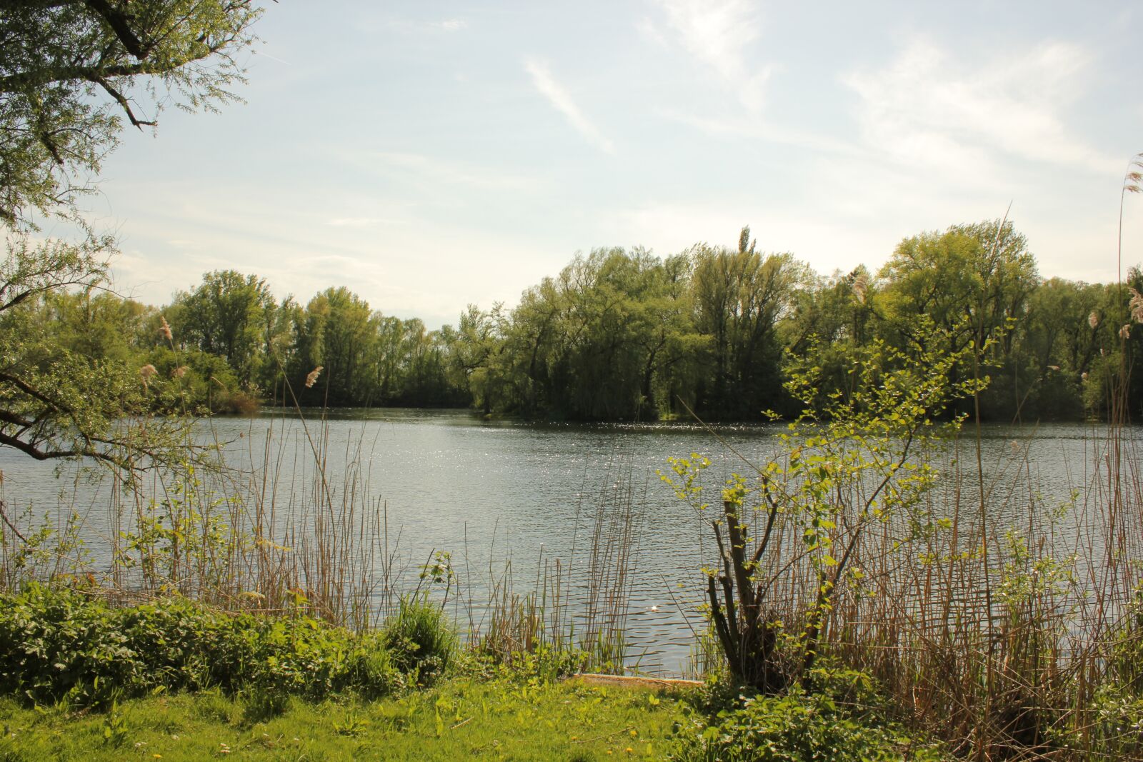 Canon EOS 550D (EOS Rebel T2i / EOS Kiss X4) sample photo. Forest, lake, sun photography