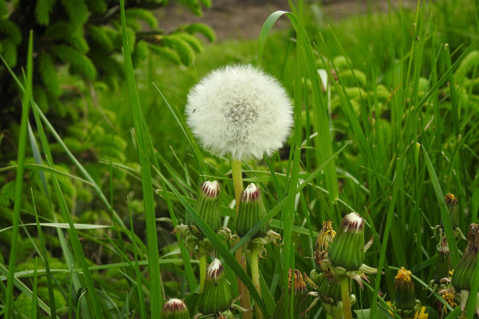 Nikon Coolpix P900 sample photo. Lawn, plant, nature photography