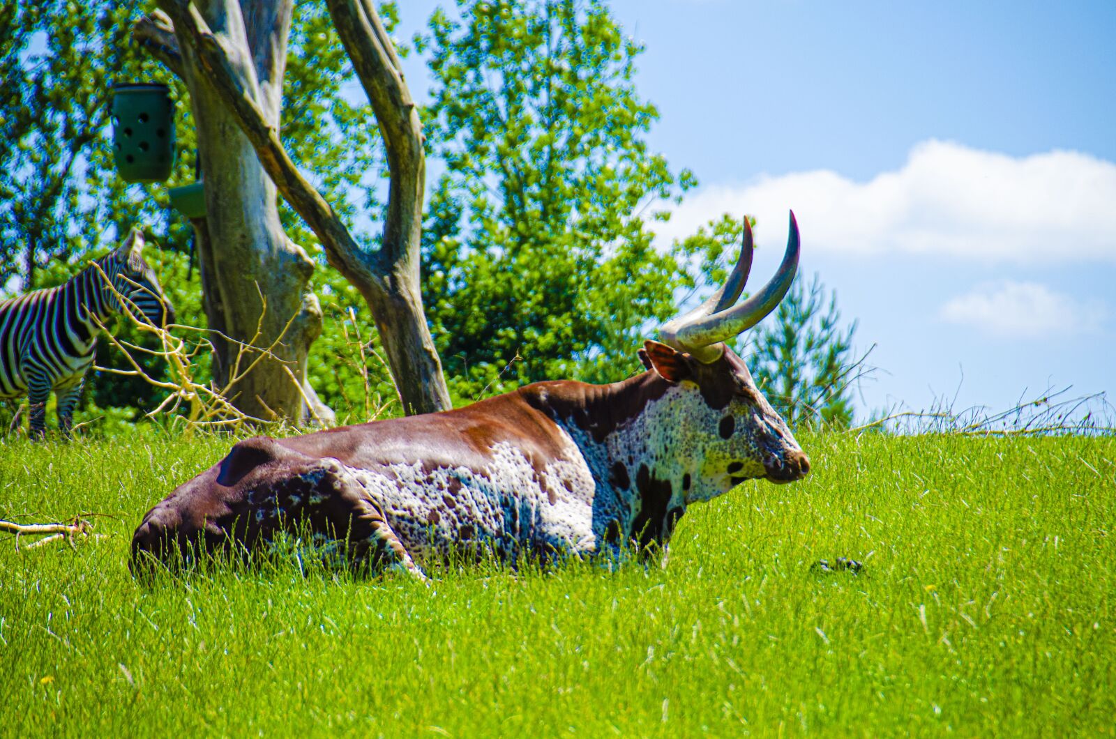 Nikon D5100 sample photo. Animal, animals, nature photography