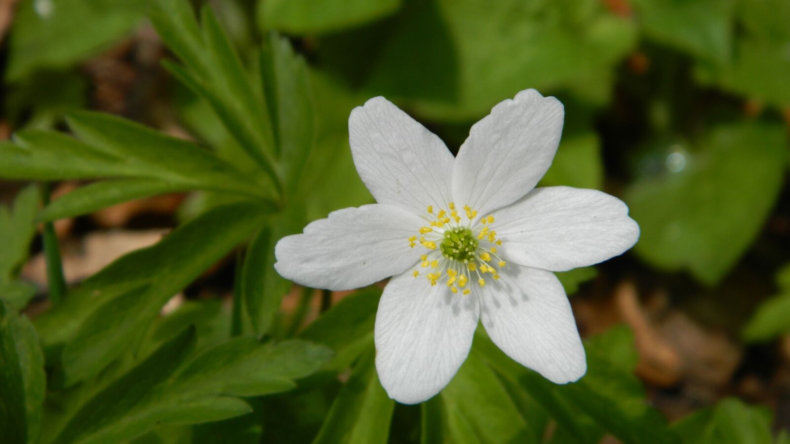 Nikon Coolpix L120 sample photo. Anemone, white, flower photography