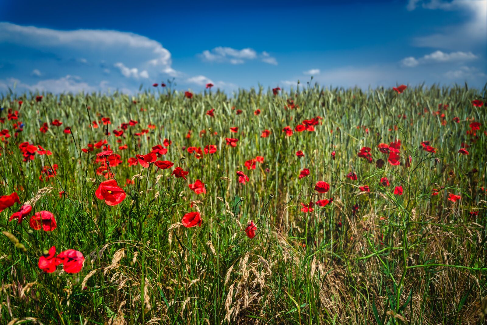 Sony a7 II sample photo. Poppy, klatschmohn, poppies photography