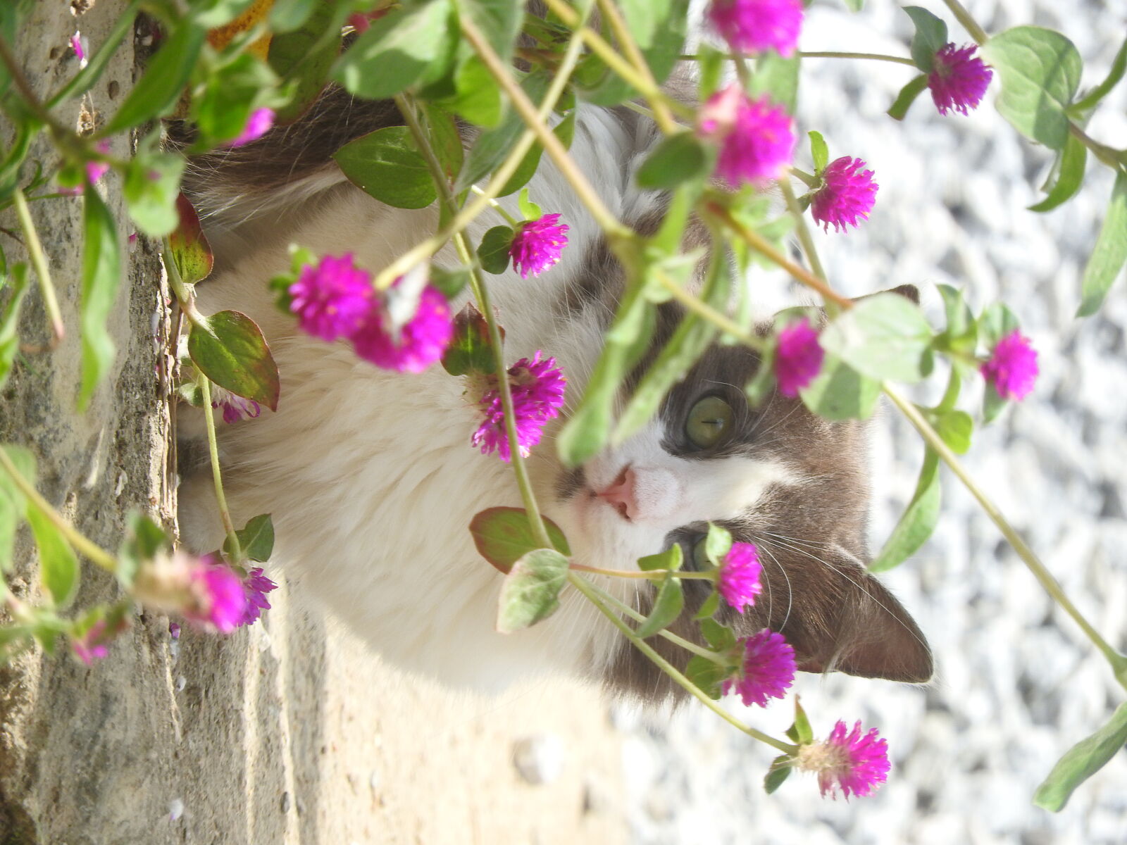 Nikon Coolpix P610 sample photo