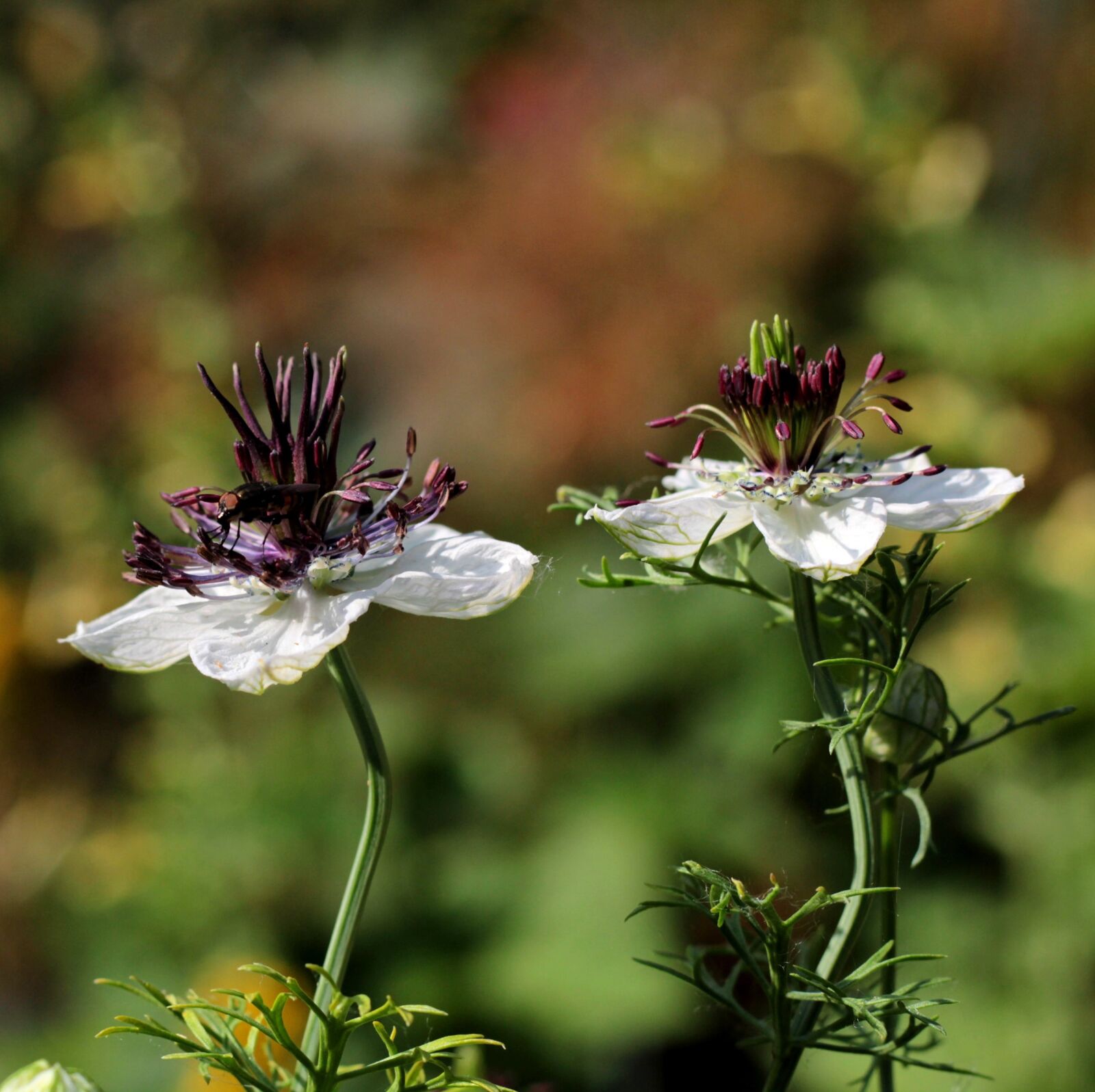 Canon EOS 600D (Rebel EOS T3i / EOS Kiss X5) sample photo. Nigella ' african bride photography
