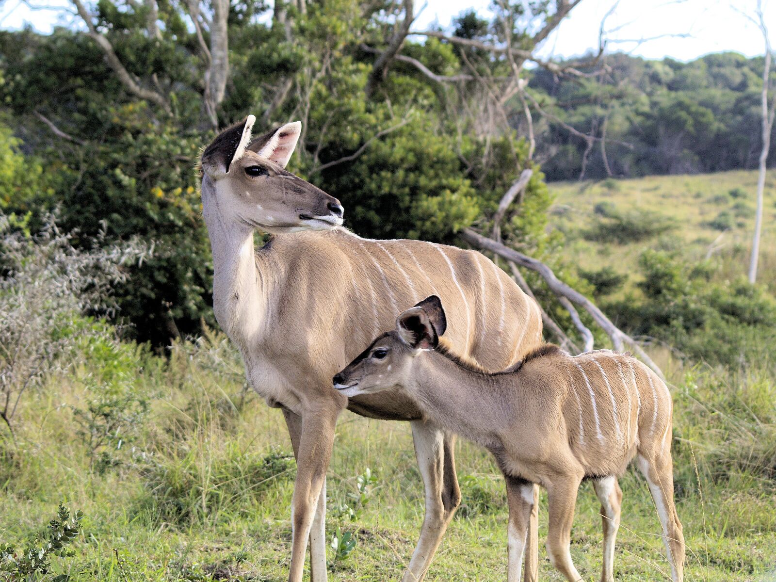 Olympus E-400 (EVOLT E-400) sample photo. Kudu, family, africa photography