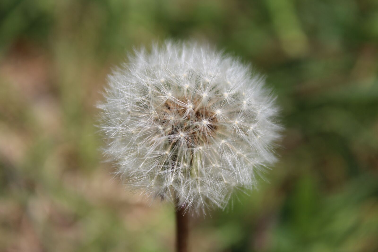 Canon EOS 1300D (EOS Rebel T6 / EOS Kiss X80) + Canon EF-S 18-55mm F3.5-5.6 III sample photo. Dandelion, weed, nature photography