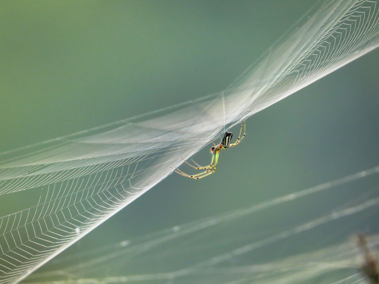 Canon PowerShot SX50 HS sample photo. Nature, insects, colombia photography