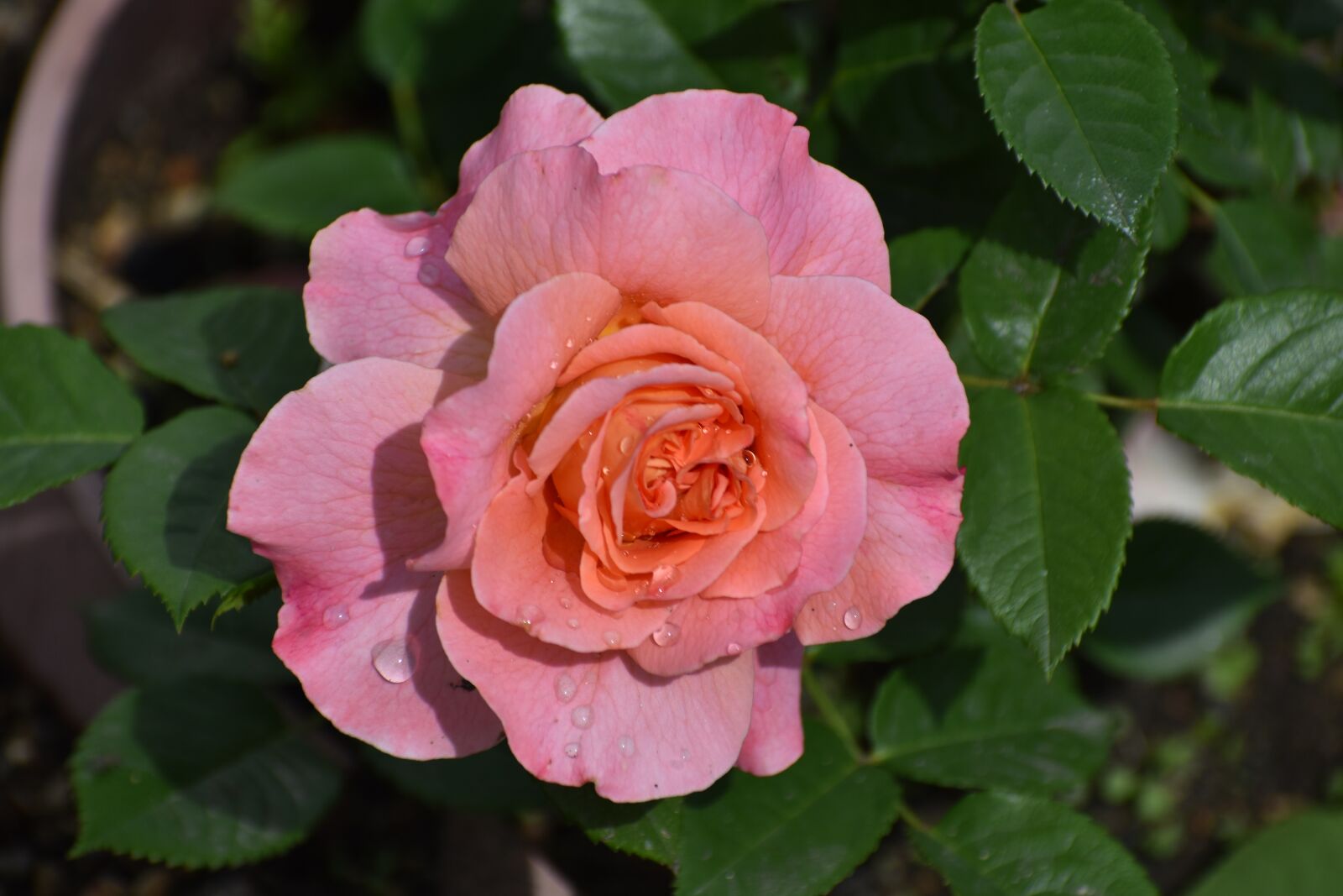 Nikon D3400 sample photo. Rose, flower, drops photography