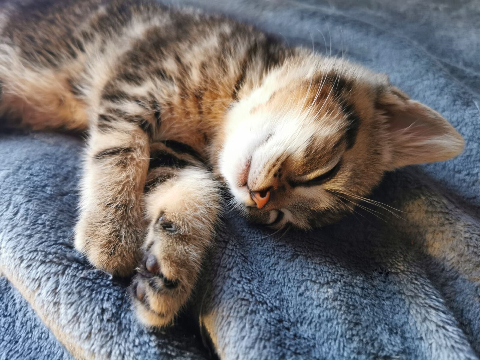 HUAWEI P30 Pro sample photo. Sleeping cat, sleeping kitten photography