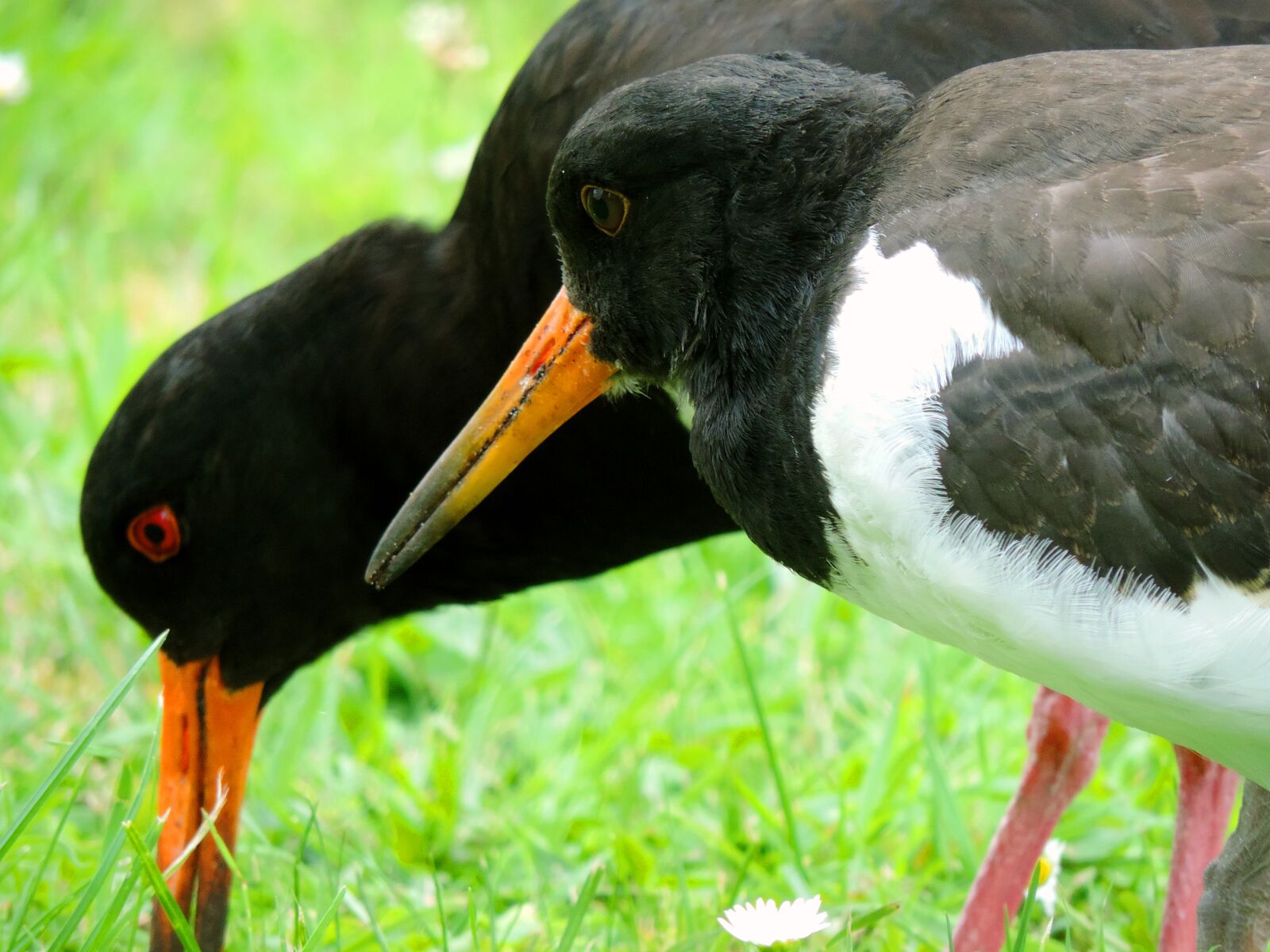 Nikon Coolpix P520 sample photo. Oystercatcher, mother bird, bird photography