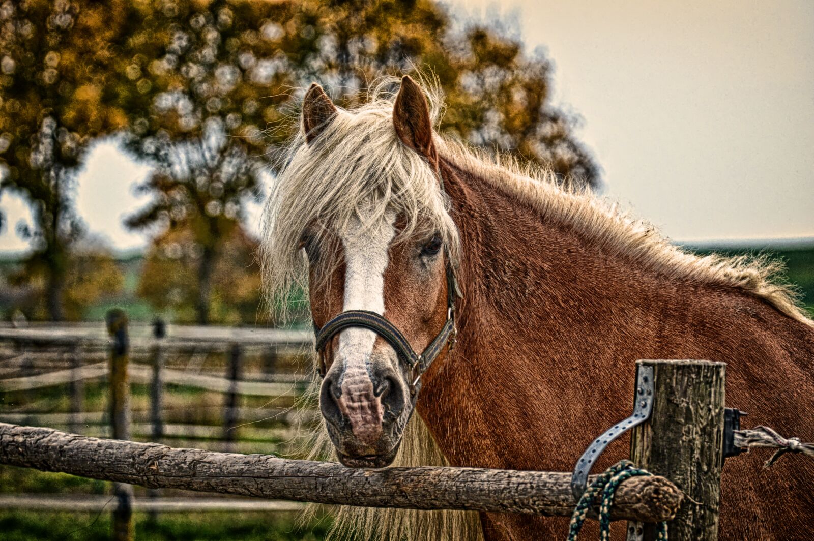 Nikon D3200 sample photo. Haflinger, horse, mane photography