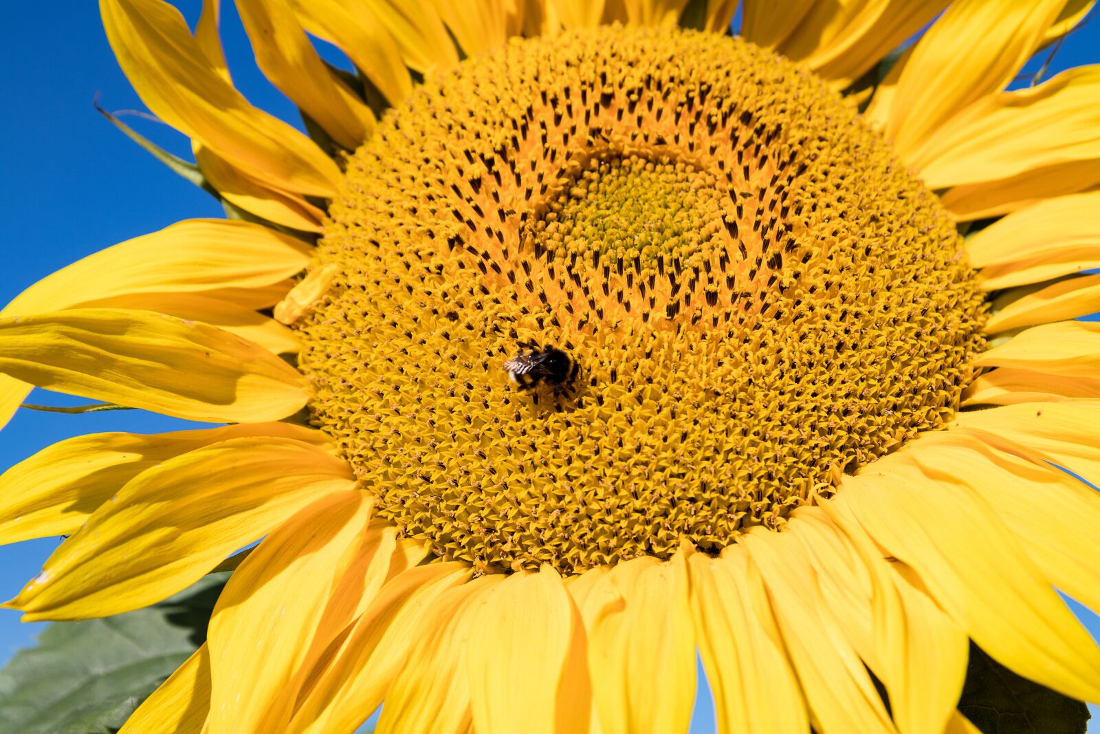 Canon EOS 80D sample photo. Sunflower, flower, plant photography