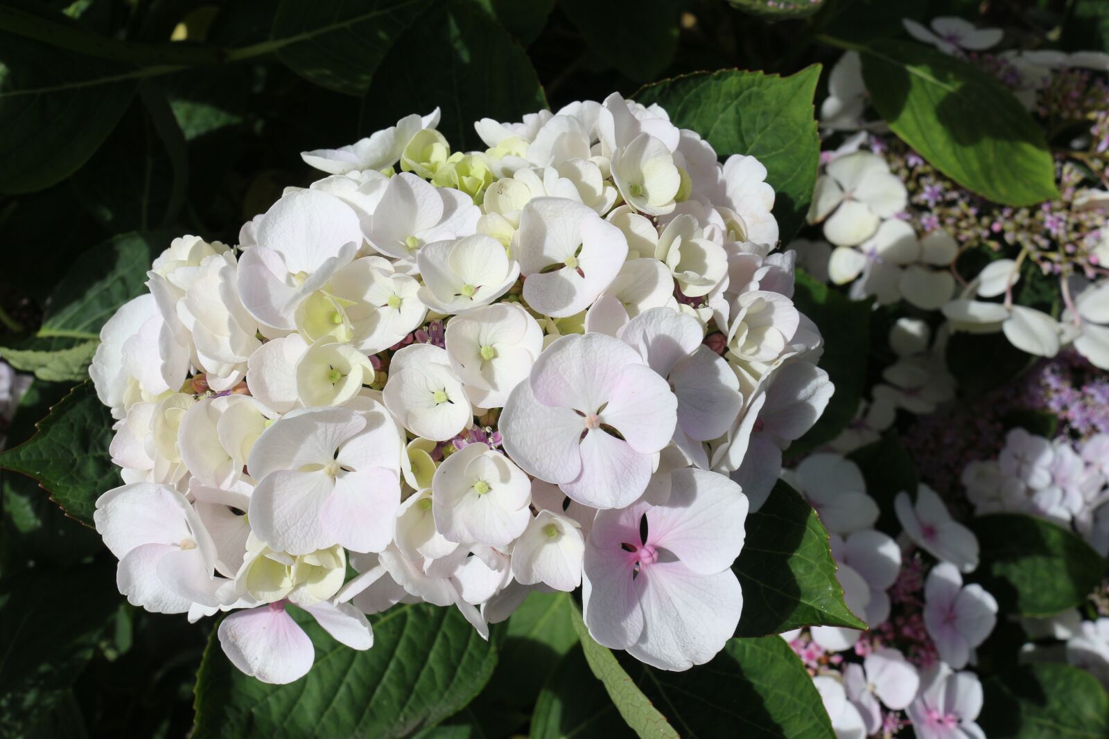Canon EOS 700D (EOS Rebel T5i / EOS Kiss X7i) sample photo. Hydrangea, white, blossom photography