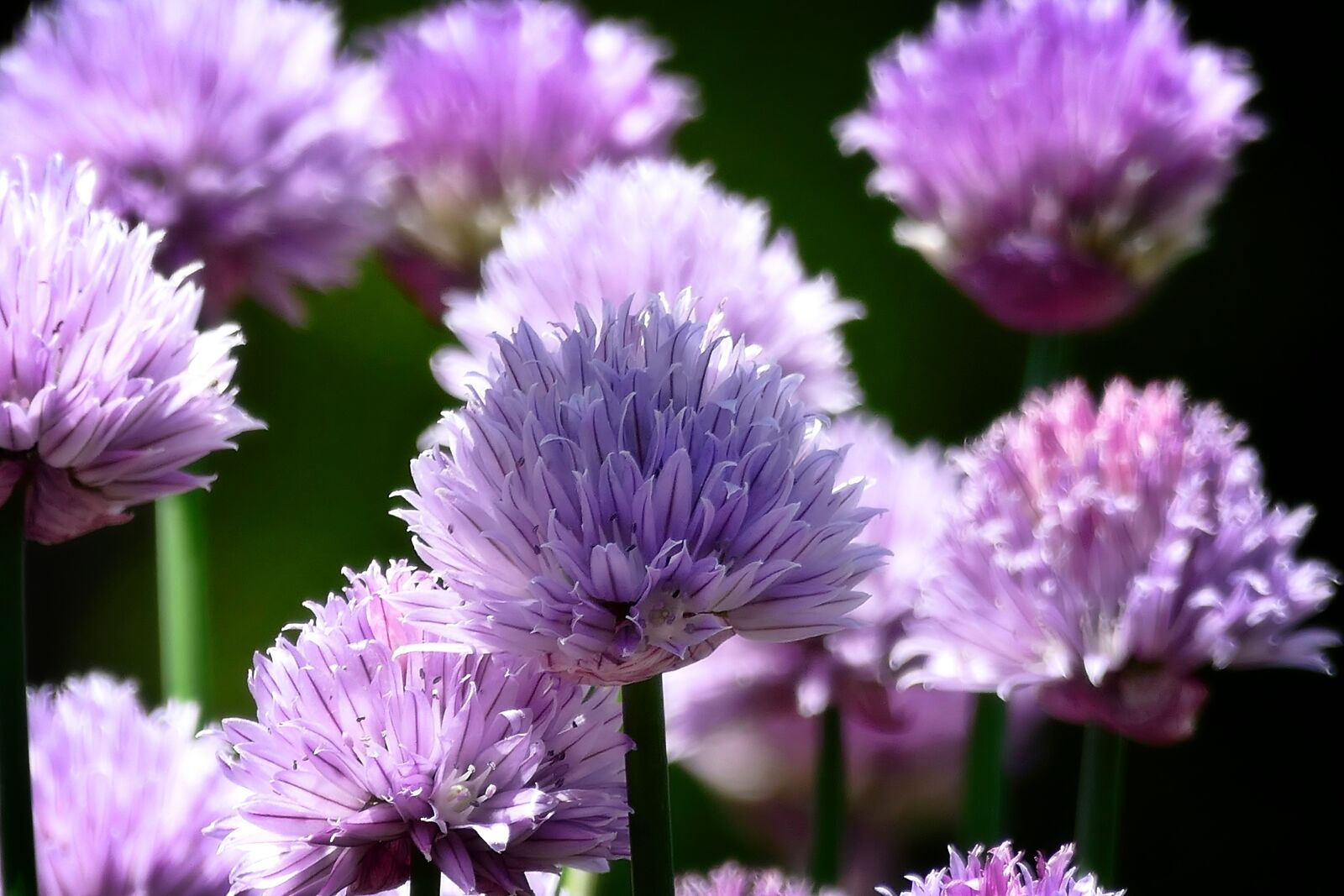Panasonic Lumix DMC-FZ1000 sample photo. Chives, flowers, purple photography